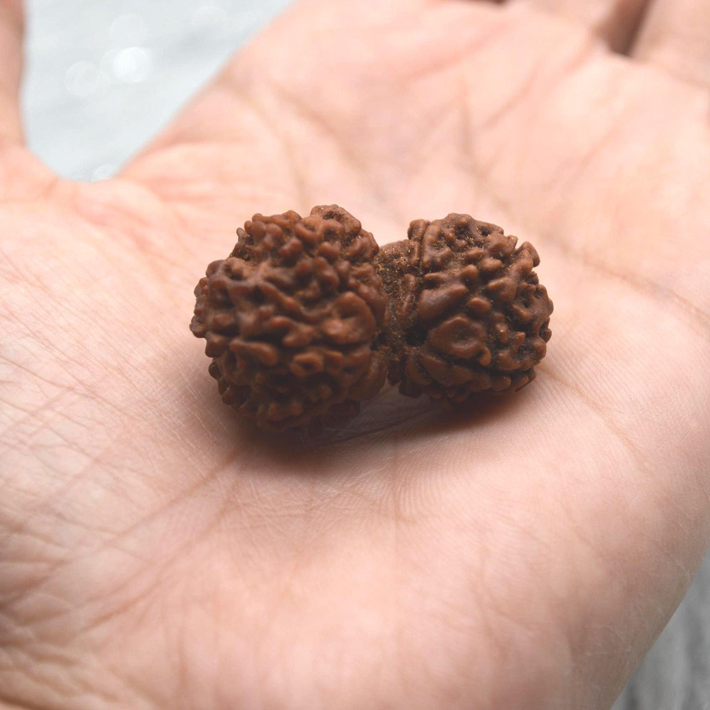 Nepali Gauri Shankar Rudraksha Beads: Symbol of Divine Unity & Harmony