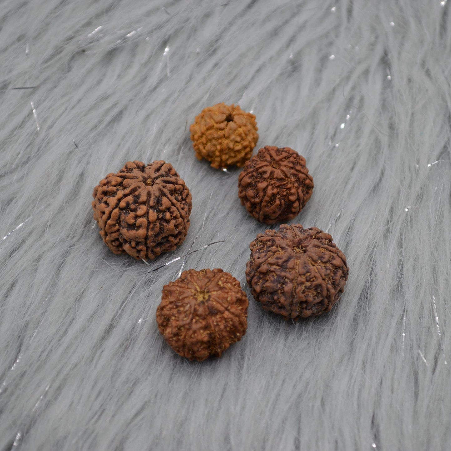 Seven Faced Nepali Rudraksha Beads: Authentic Natural Rudraksha Jewelry
