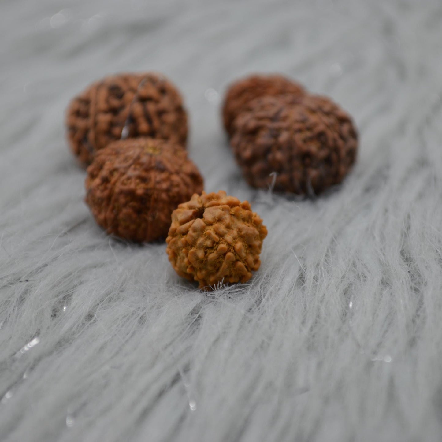 Seven Faced Nepali Rudraksha Beads: Authentic Natural Rudraksha Jewelry