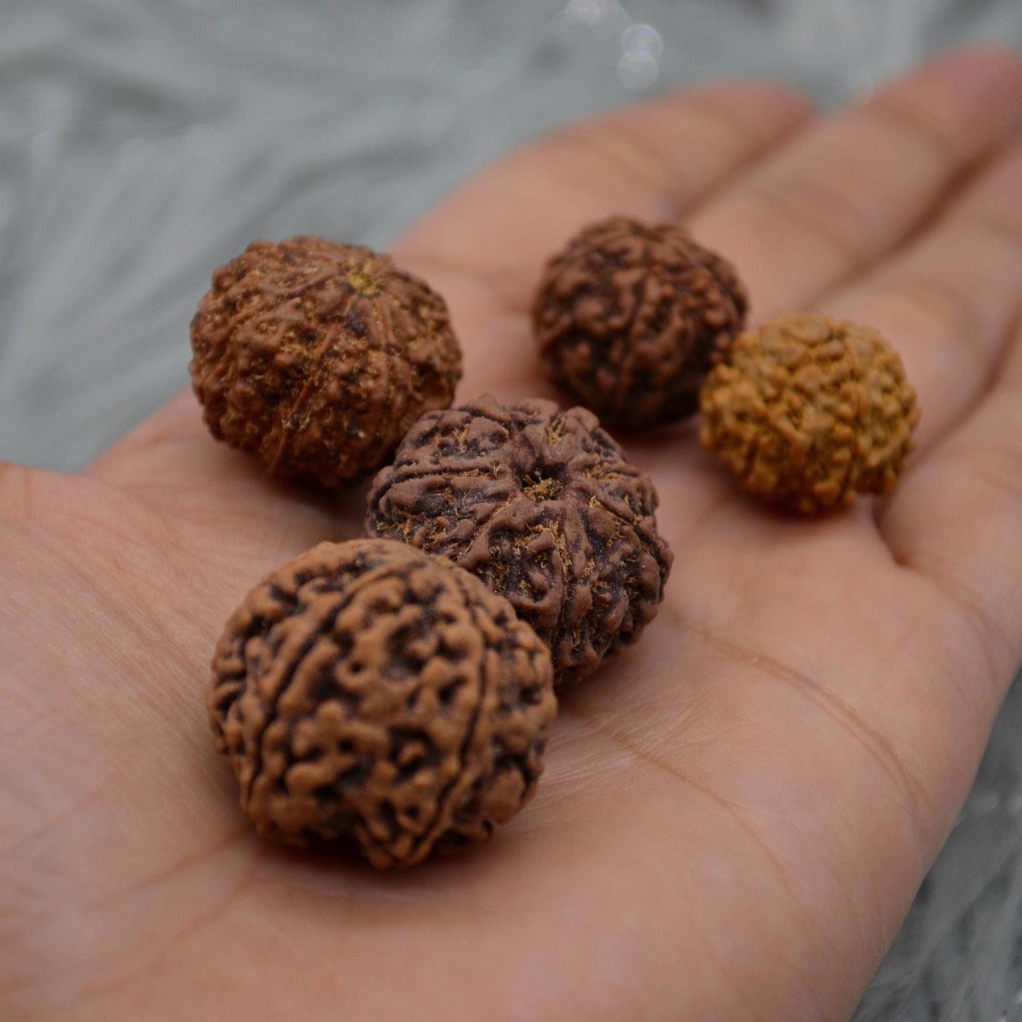 Seven Faced Nepali Rudraksha Beads: Authentic Natural Rudraksha Jewelry