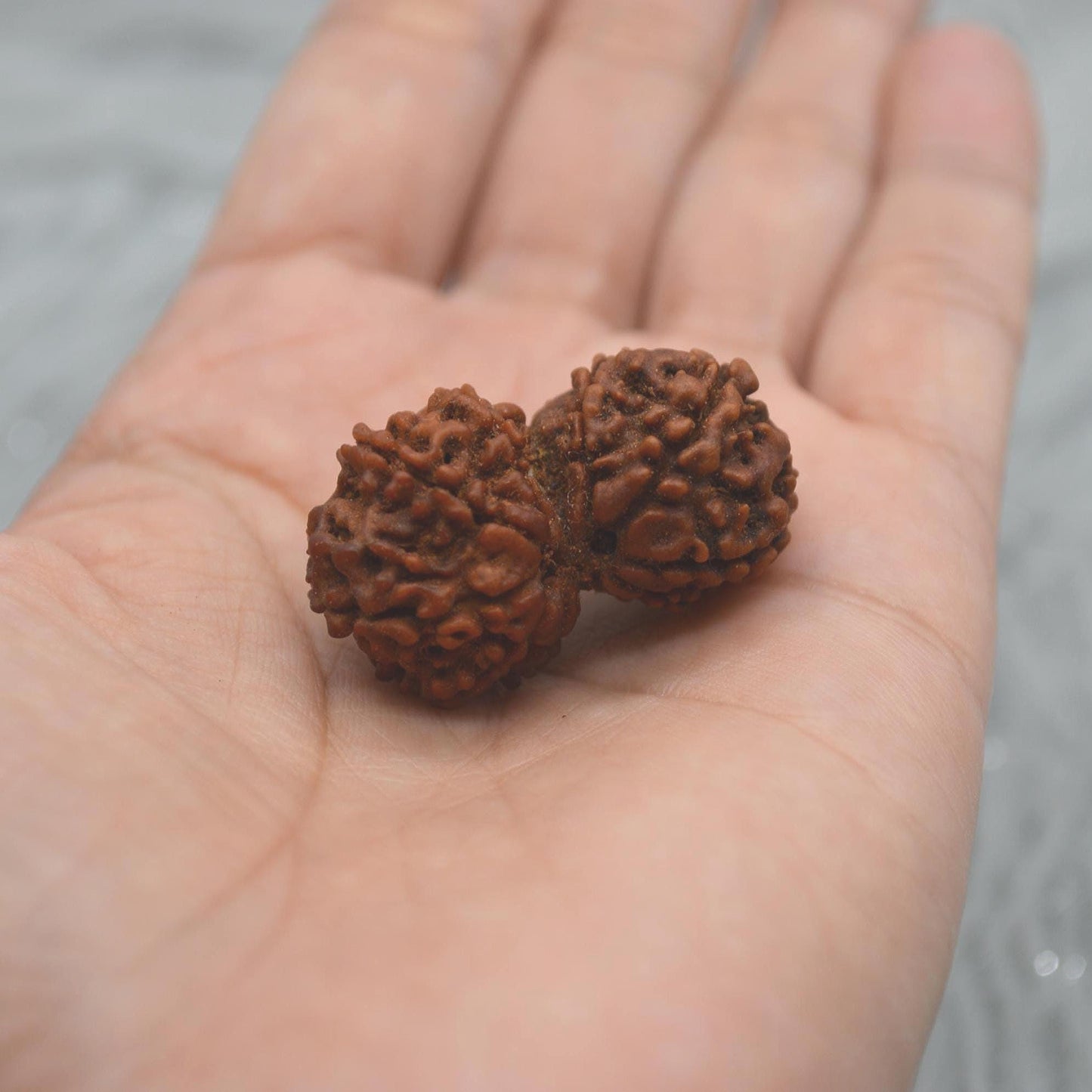 Nepali Gauri Shankar Rudraksha Beads: Symbol of Divine Unity & Harmony