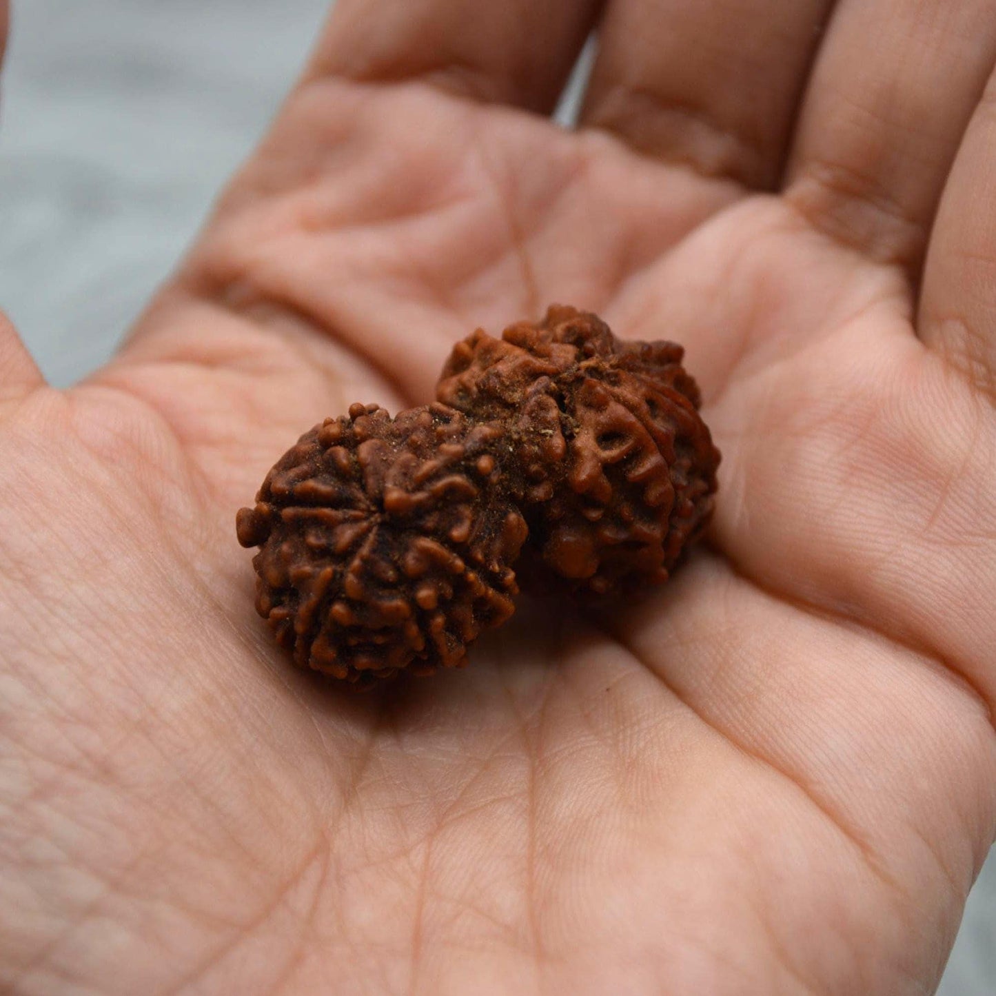 Nepali Gauri Shankar Rudraksha Beads: Symbol of Divine Unity & Harmony