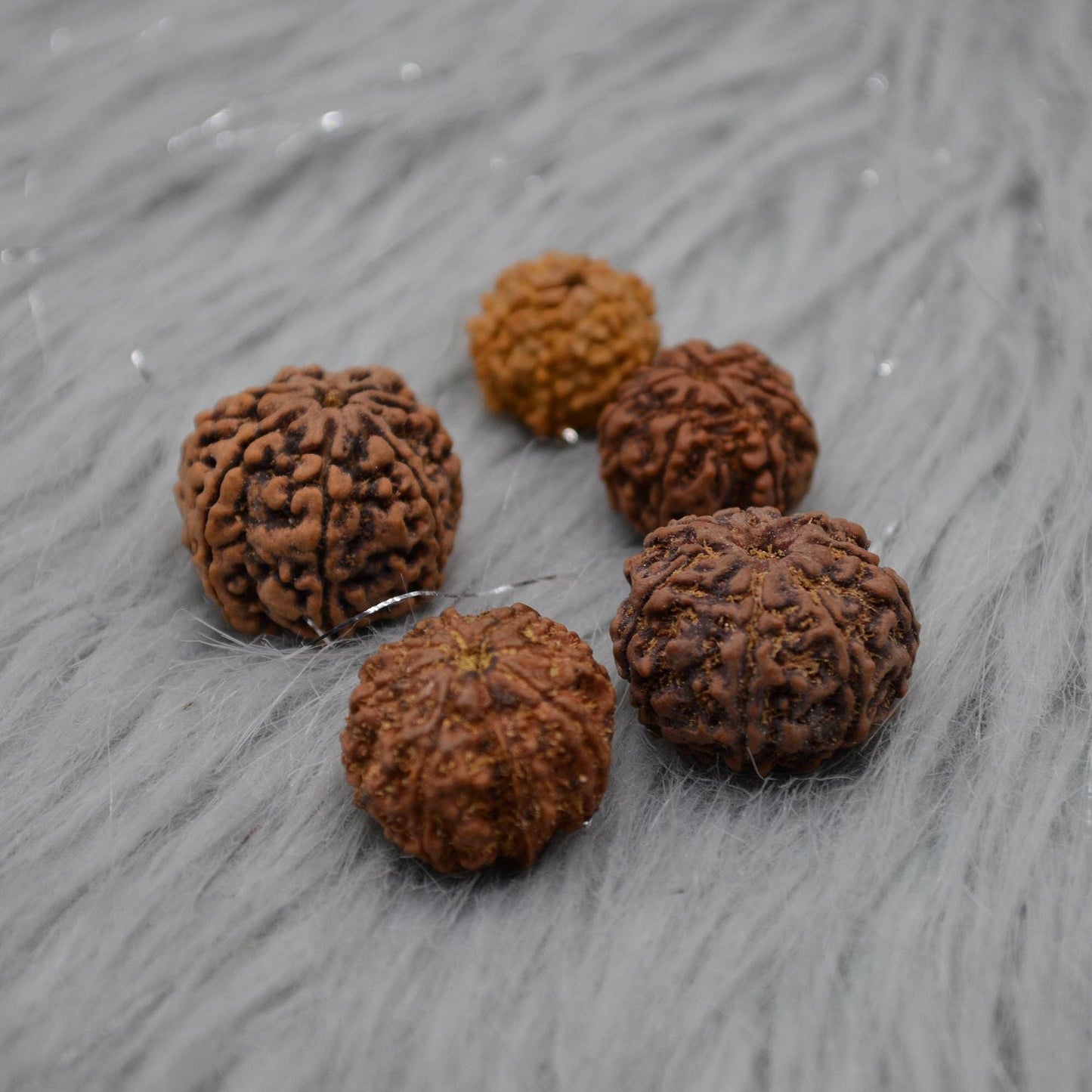 Seven Faced Nepali Rudraksha Beads: Authentic Natural Rudraksha Jewelry