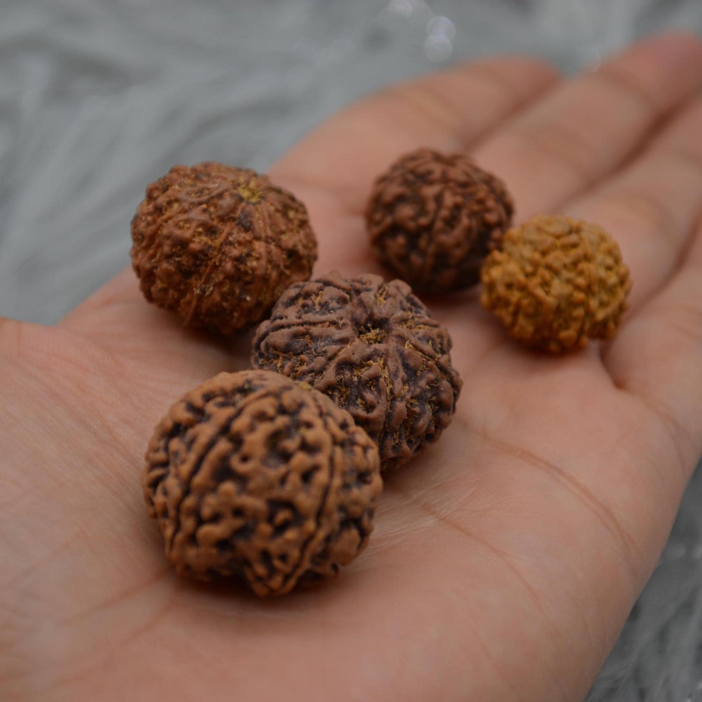 Seven Faced Nepali Rudraksha Beads: Authentic Natural Rudraksha Jewelry