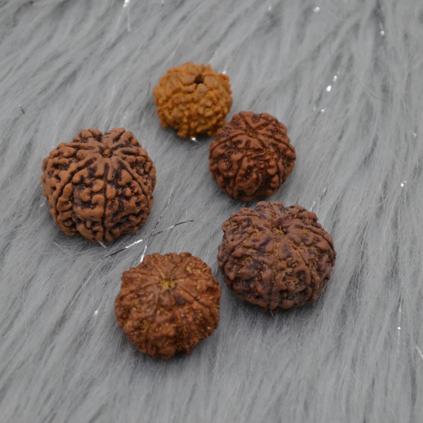 Seven Faced Nepali Rudraksha Beads: Authentic Natural Rudraksha Jewelry