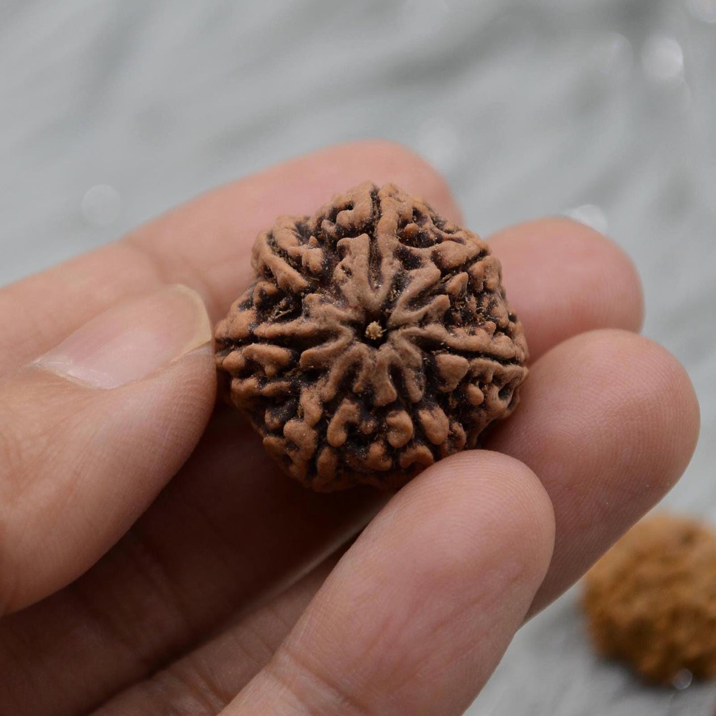 Seven Faced Nepali Rudraksha Beads: Authentic Natural Rudraksha Jewelry