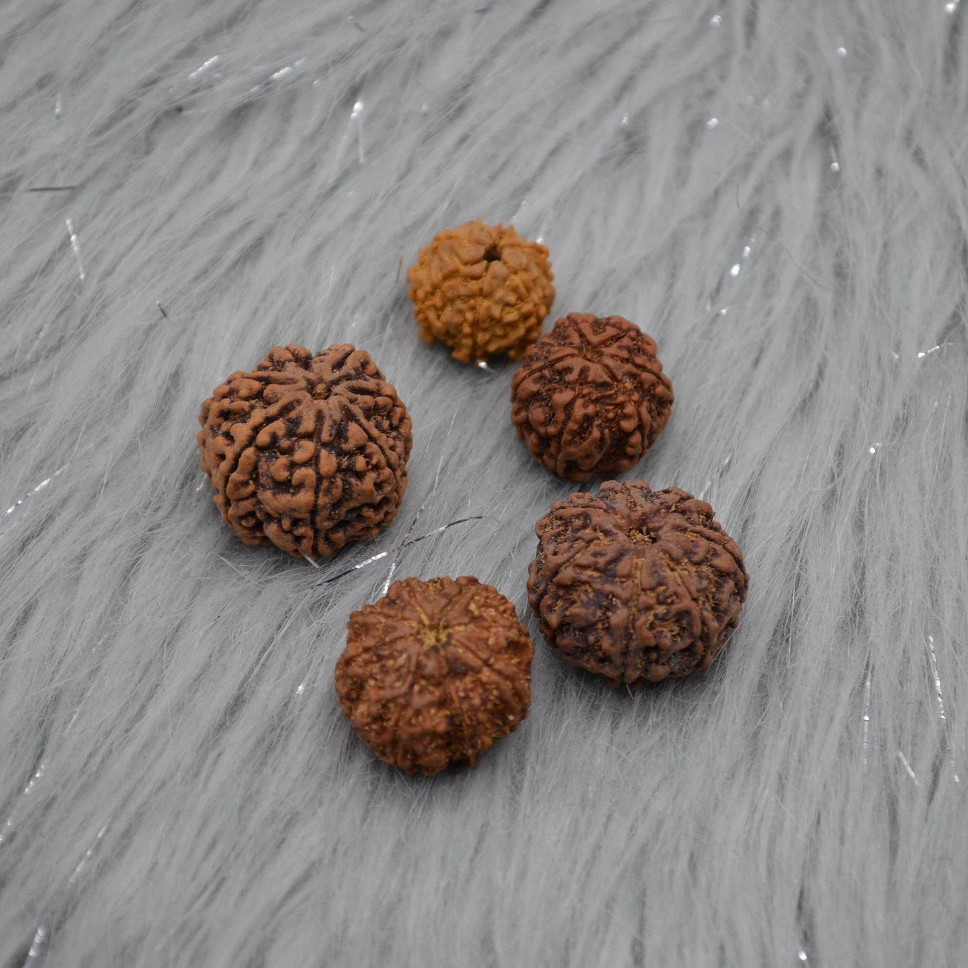 Seven Faced Nepali Rudraksha Beads: Authentic Natural Rudraksha Jewelry