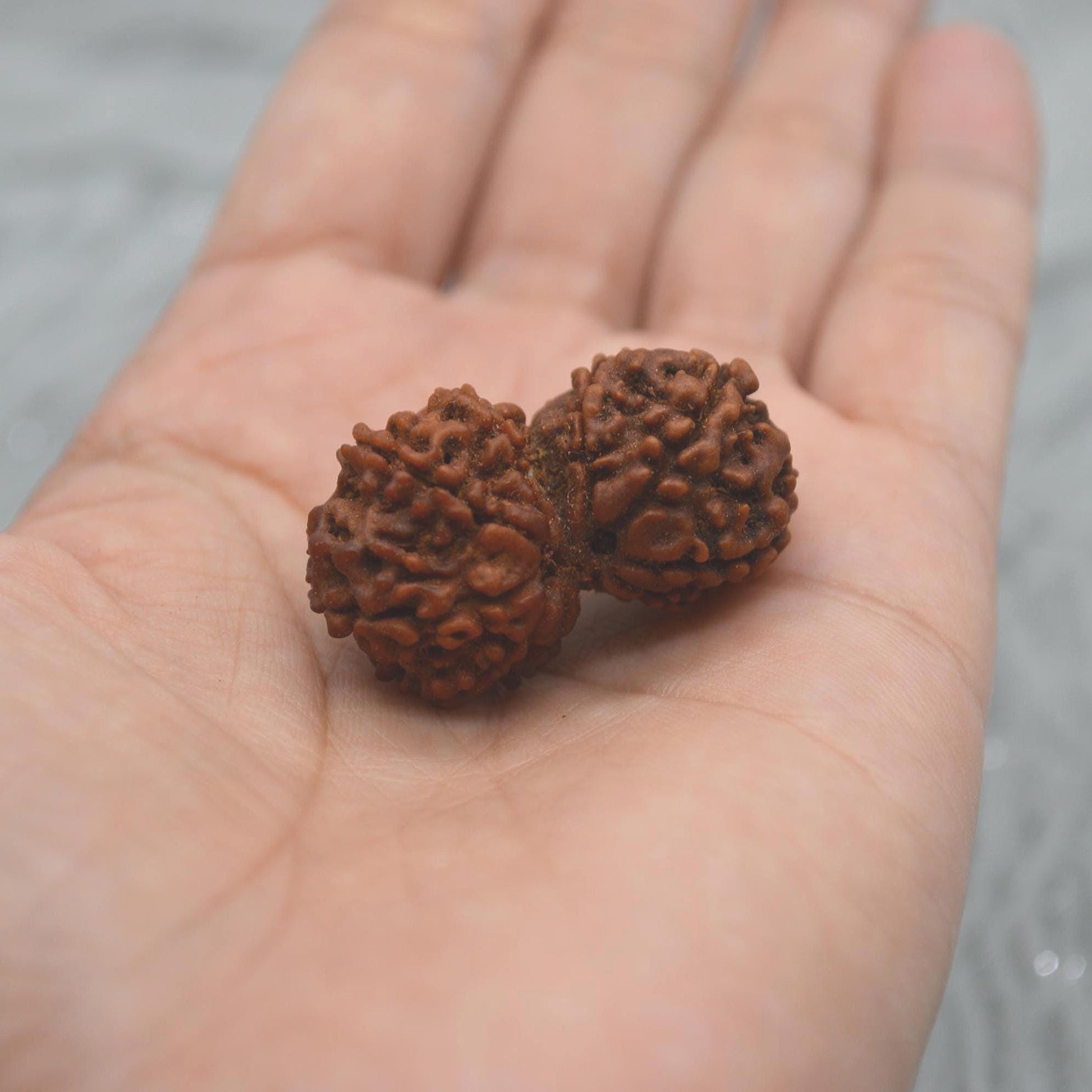 Nepali Gauri Shankar Rudraksha Beads: Symbol of Divine Unity & Harmony