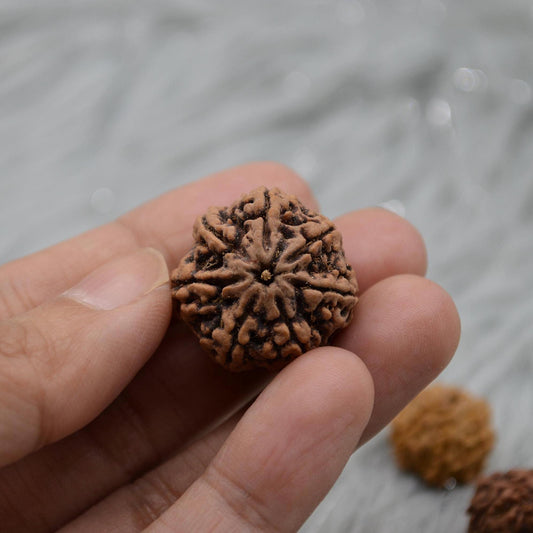 Seven Faced Nepali Rudraksha Beads: Authentic Natural Rudraksha Jewelry