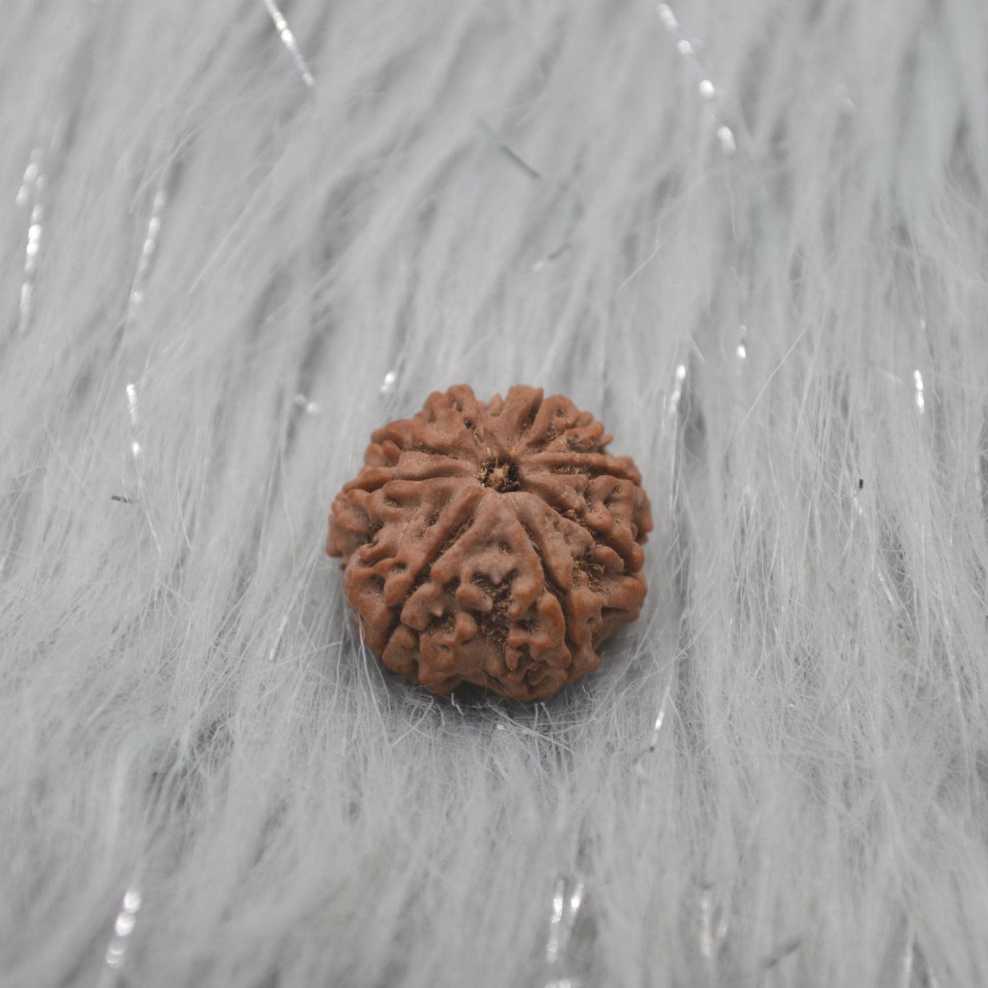 Nine Faced Nepali Rudraksha Beads: Authentic Natural Rudraksha Jewelry