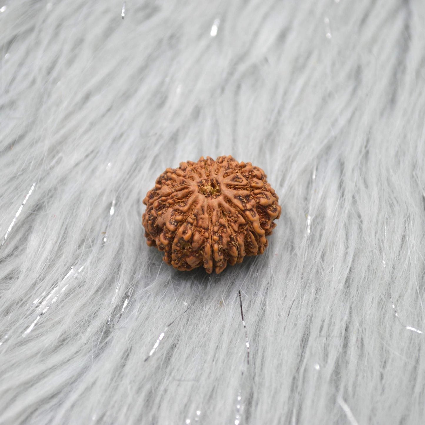 Eleven Faced Nepali Rudraksha Beads: Authentic Natural Rudraksha Jewelry