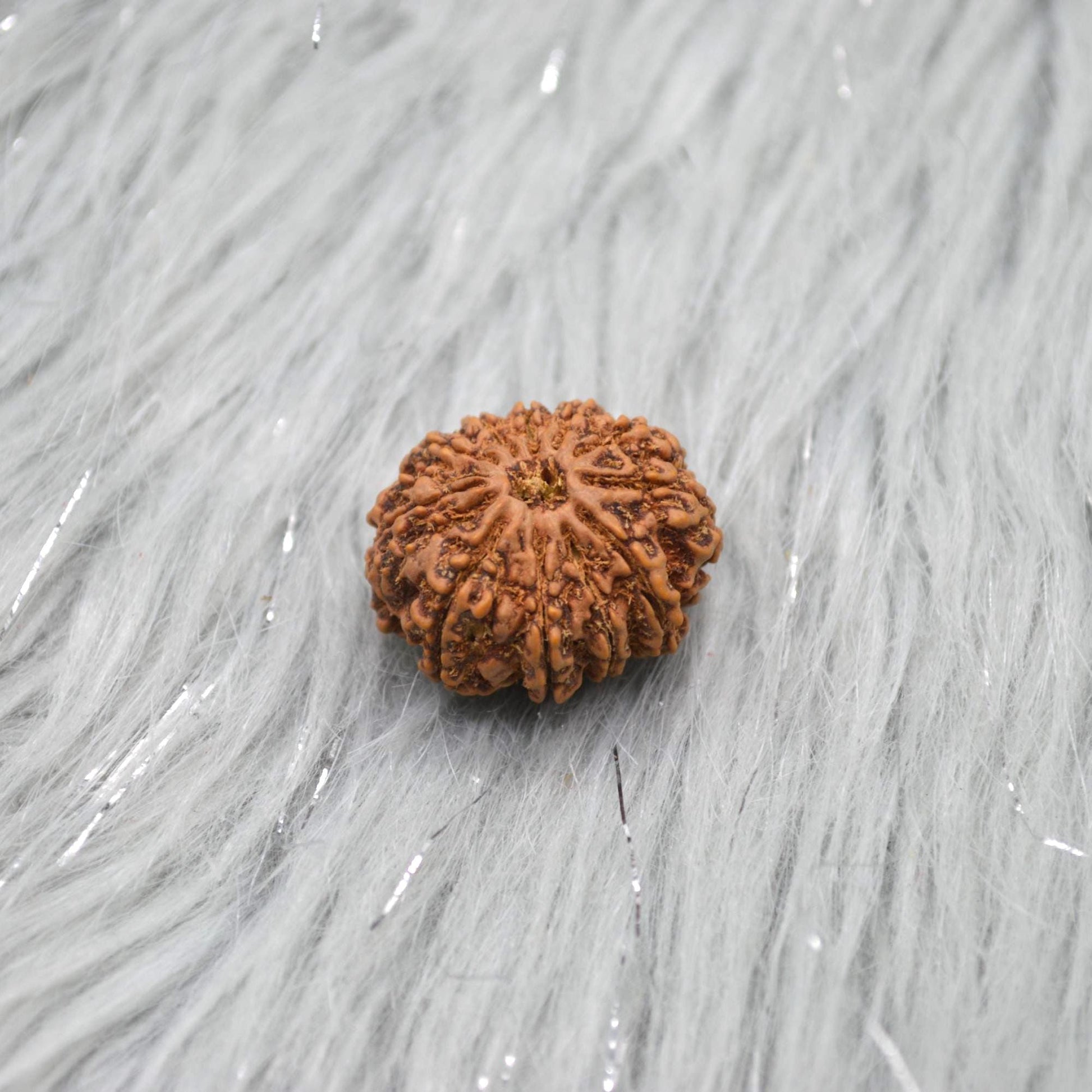 Eleven Faced Nepali Rudraksha Beads: Authentic Natural Rudraksha Jewelry
