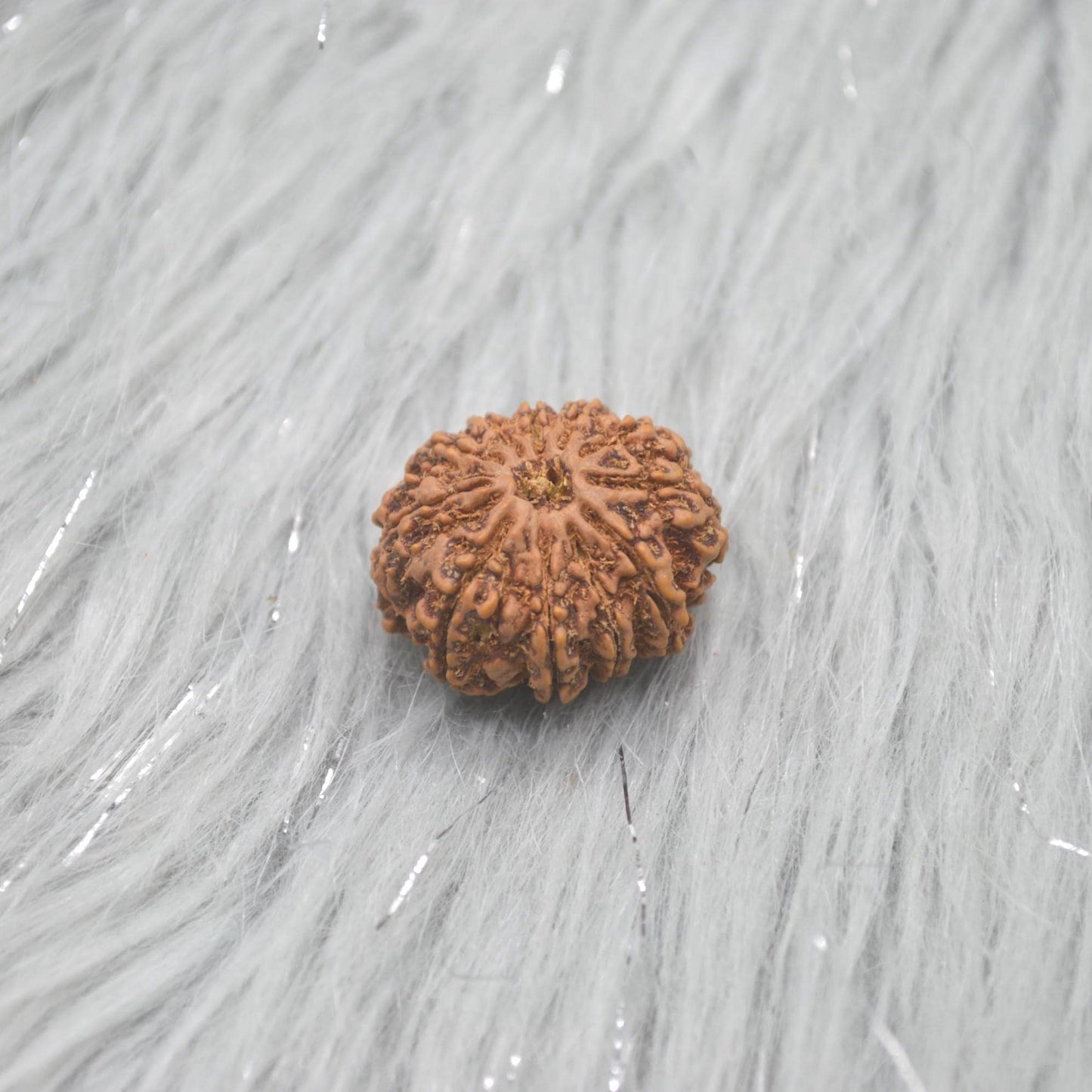 Eleven Faced Nepali Rudraksha Beads: Authentic Natural Rudraksha Jewelry