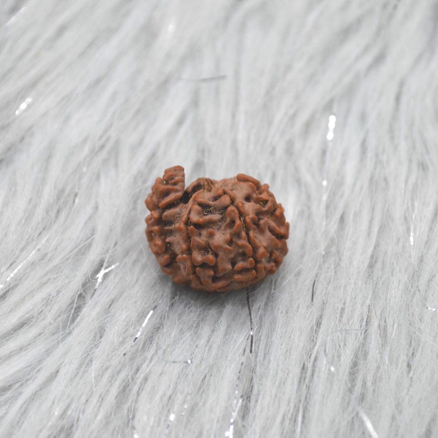 Nepali Ganesh Rudraksha Beads: Authentic Natural Rudraksha Jewelry