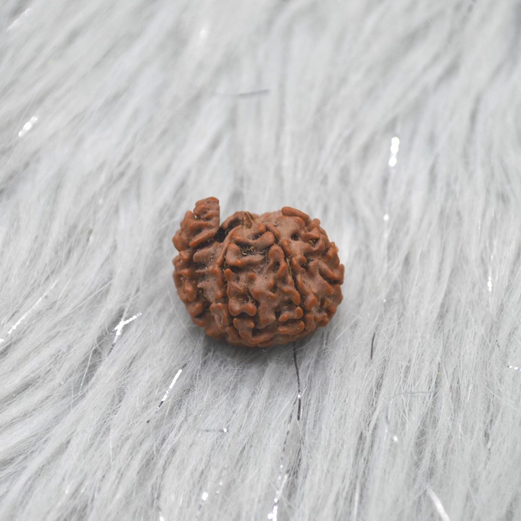 Nepali Ganesh Rudraksha Beads: Authentic Natural Rudraksha Jewelry