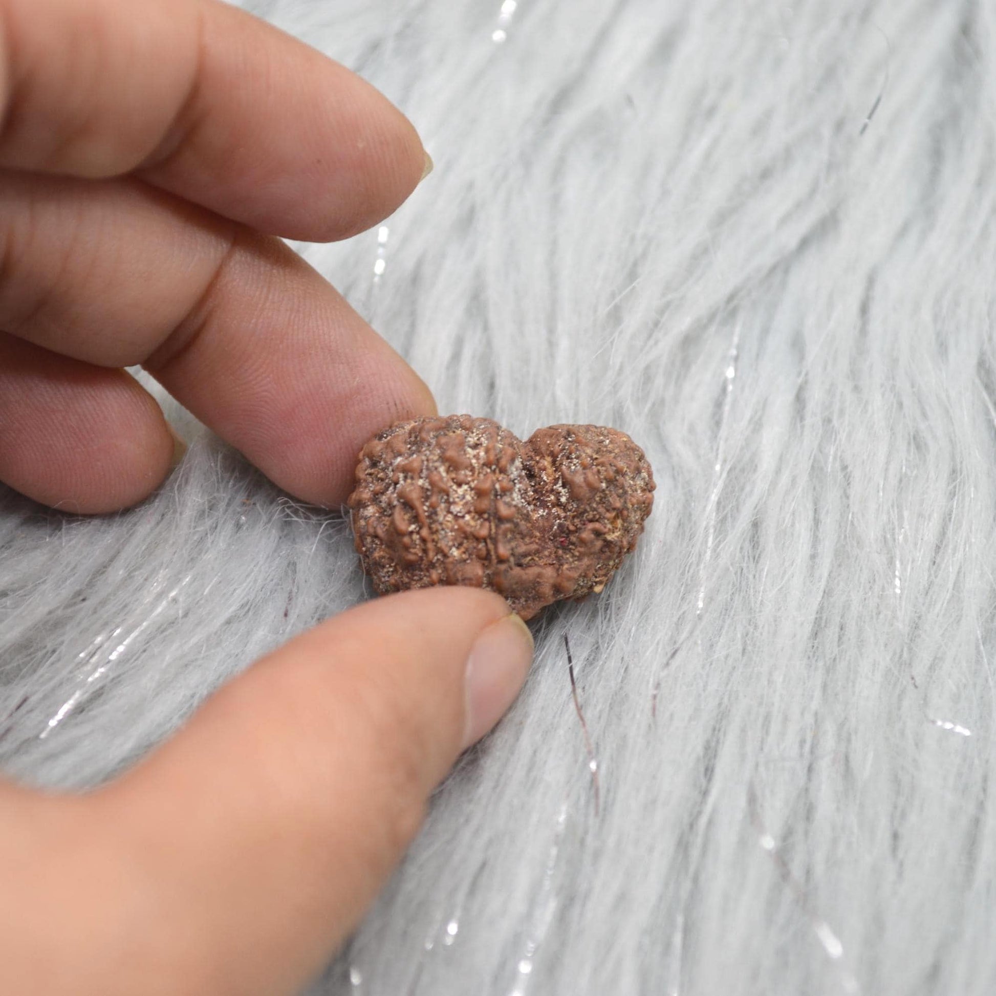 Nepali Ganesh Rudraksha Beads: Authentic Natural Rudraksha Jewelry