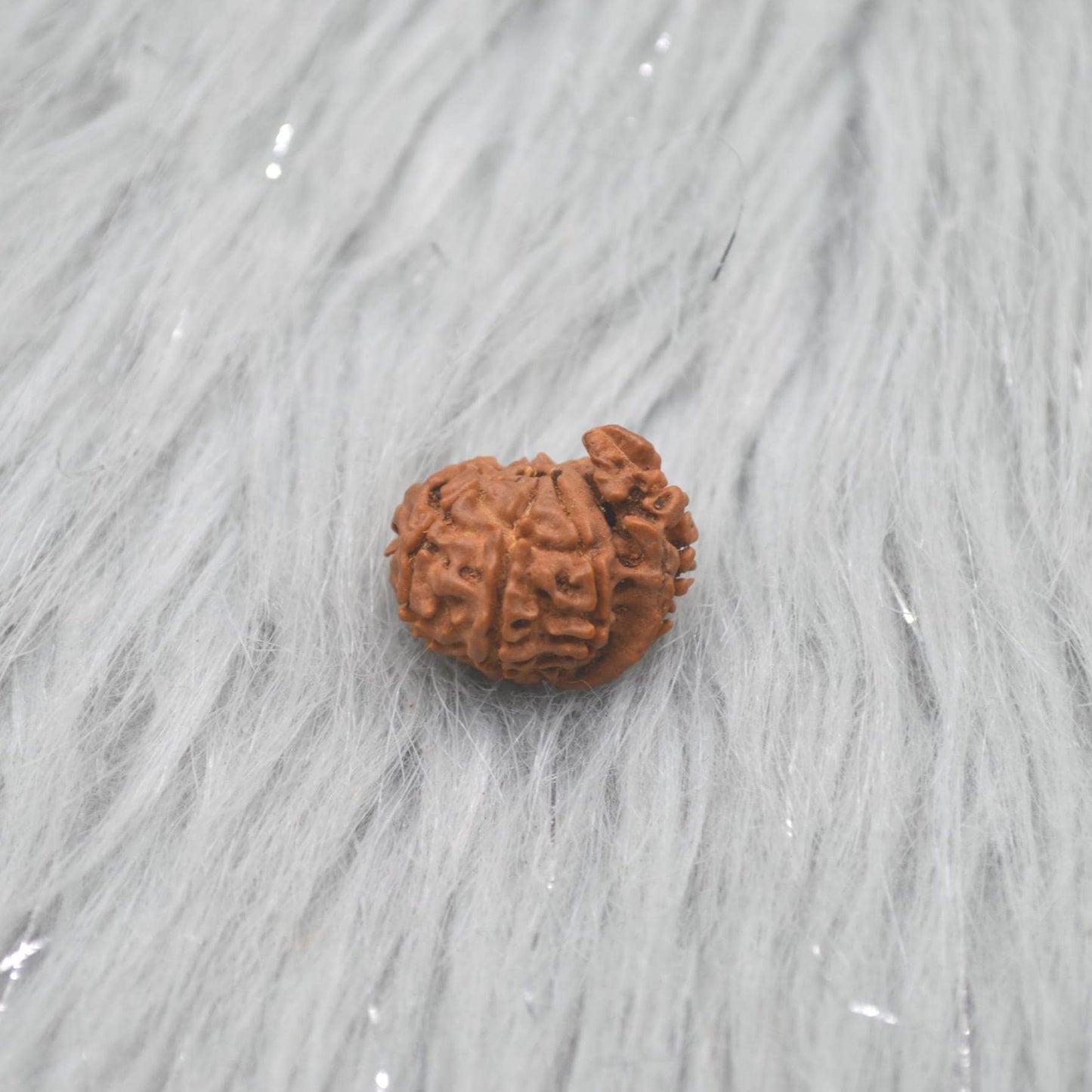Nepali Ganesh Rudraksha Beads: Authentic Natural Rudraksha Jewelry