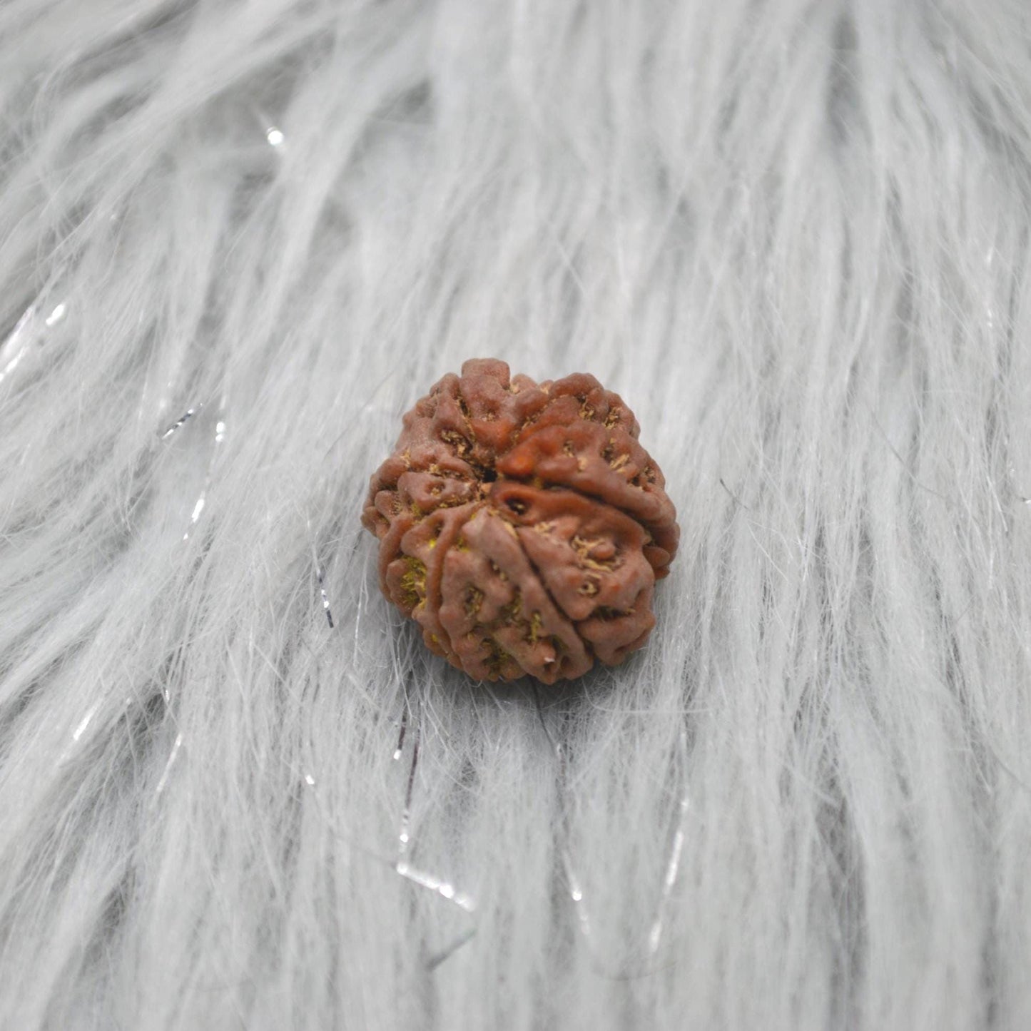 Eight Faced Nepali Rudraksha Beads: Authentic Natural Rudraksha Jewelry