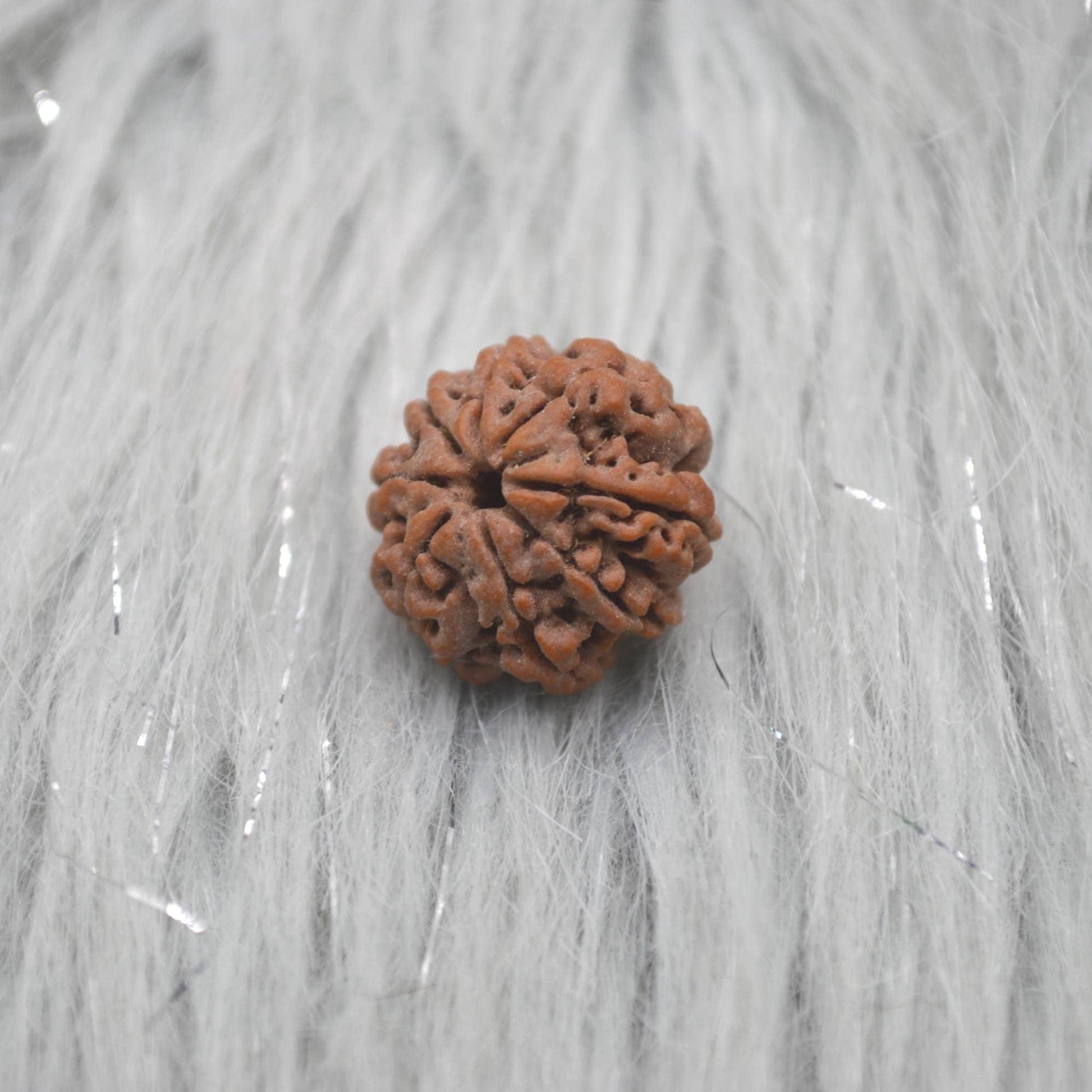 Eight Faced Nepali Rudraksha Beads: Authentic Natural Rudraksha Jewelry