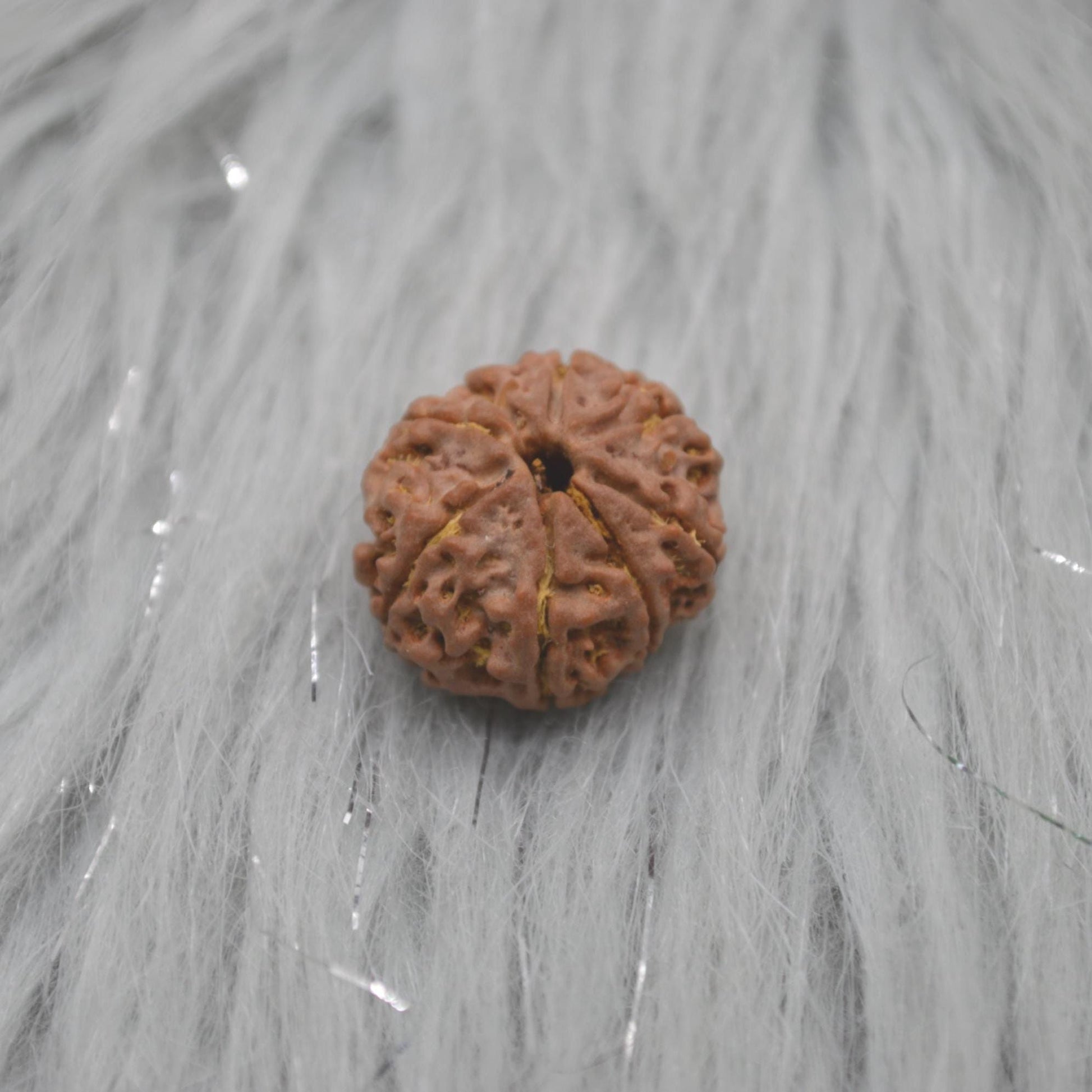 Eight Faced Nepali Rudraksha Beads: Authentic Natural Rudraksha Jewelry
