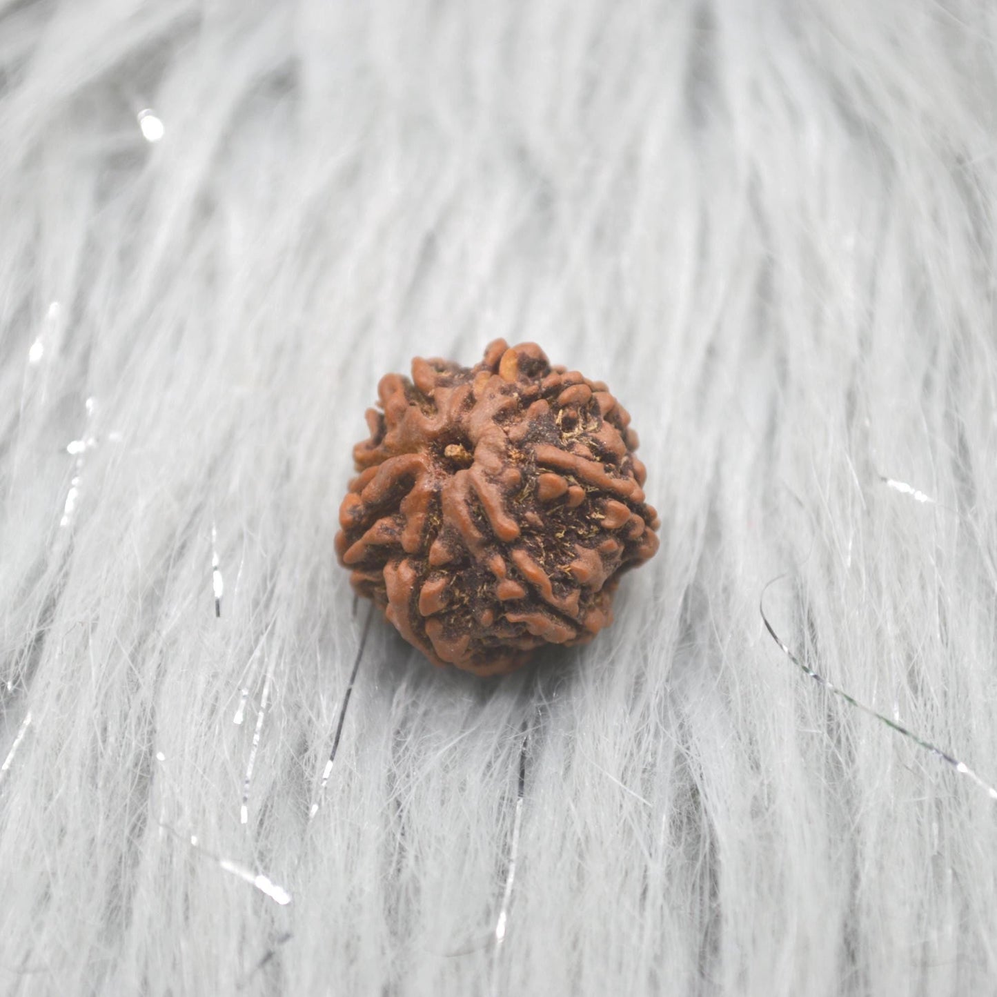 Eight Faced Nepali Rudraksha Beads: Authentic Natural Rudraksha Jewelry