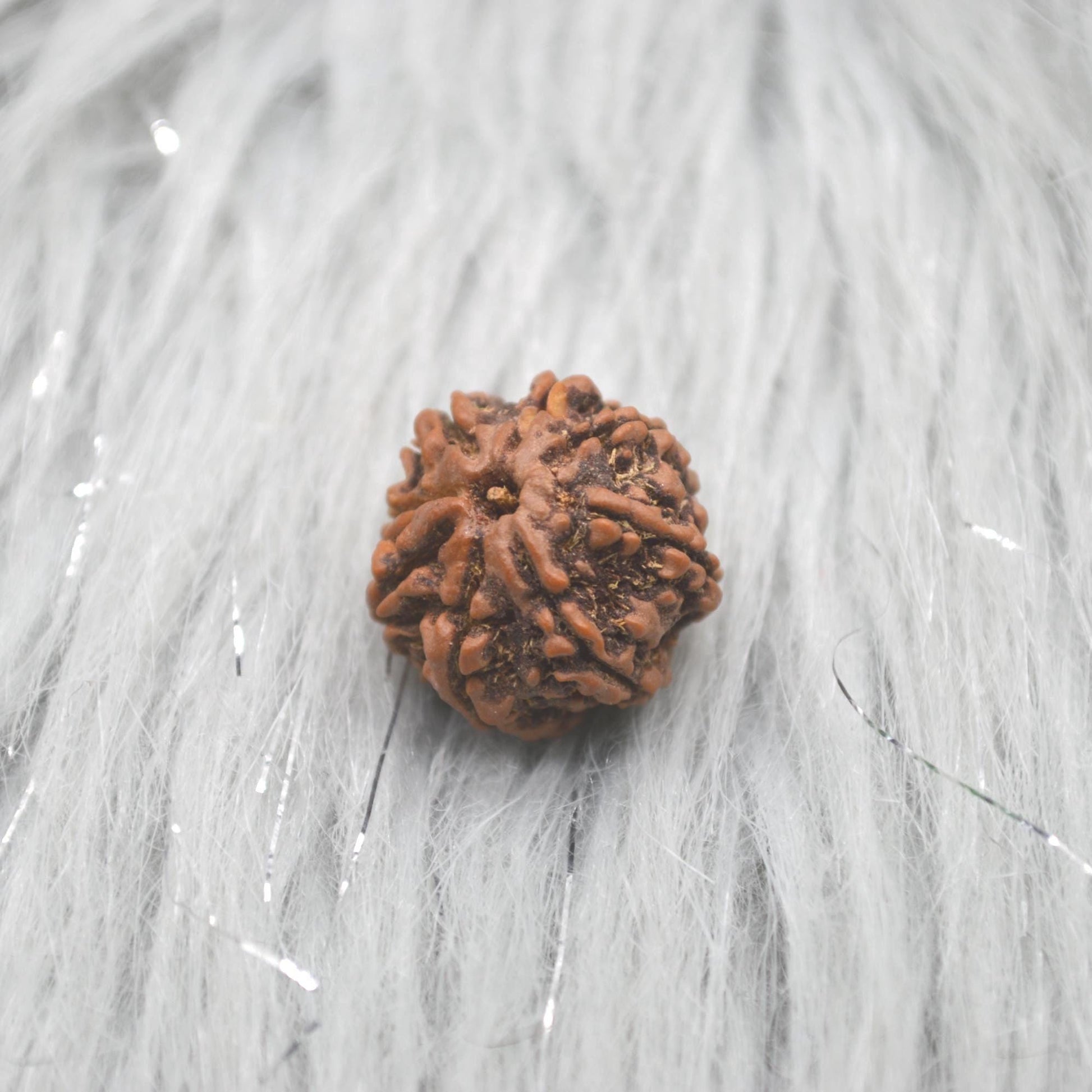 Eight Faced Nepali Rudraksha Beads: Authentic Natural Rudraksha Jewelry