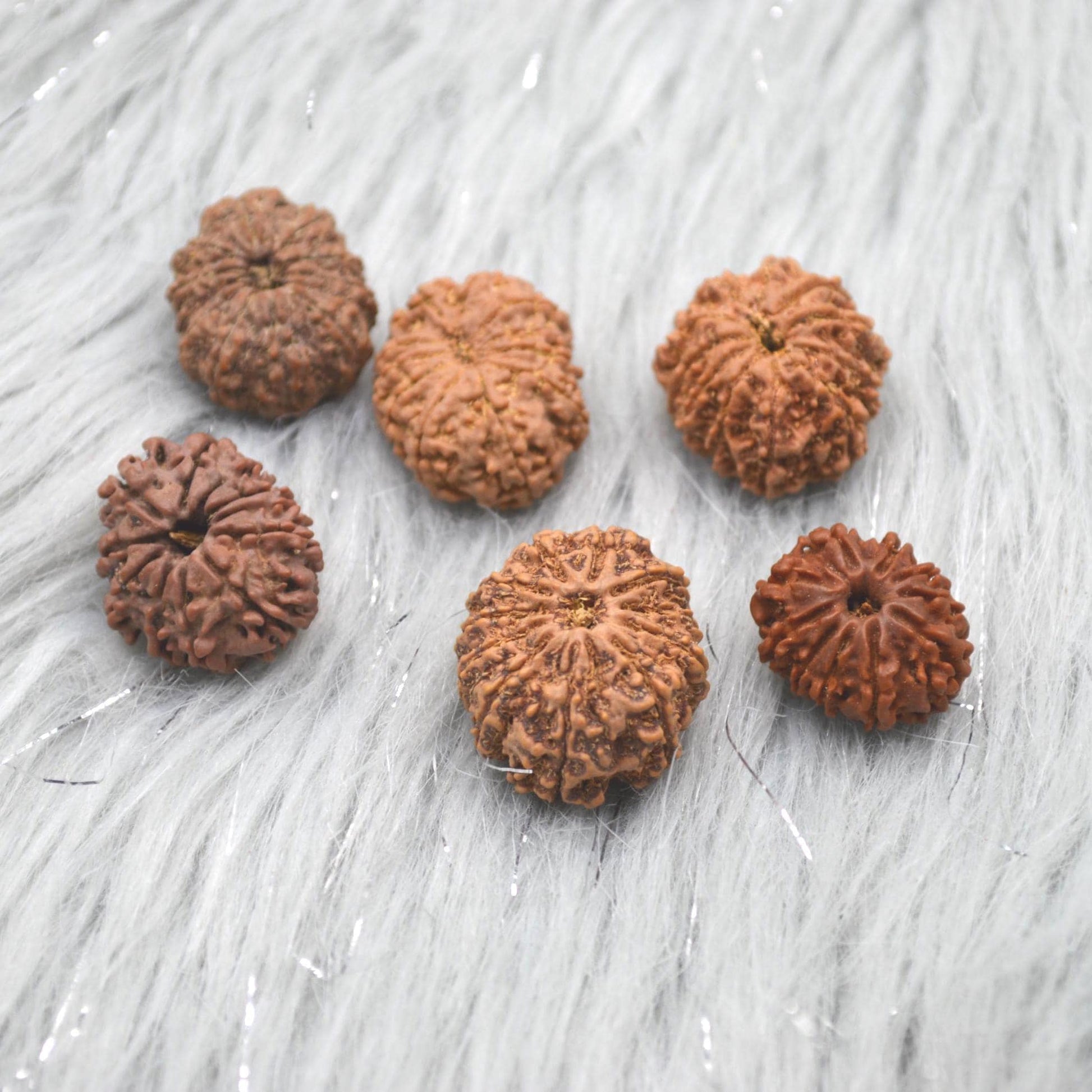 Eleven Faced Nepali Rudraksha Beads: Authentic Natural Rudraksha Jewelry