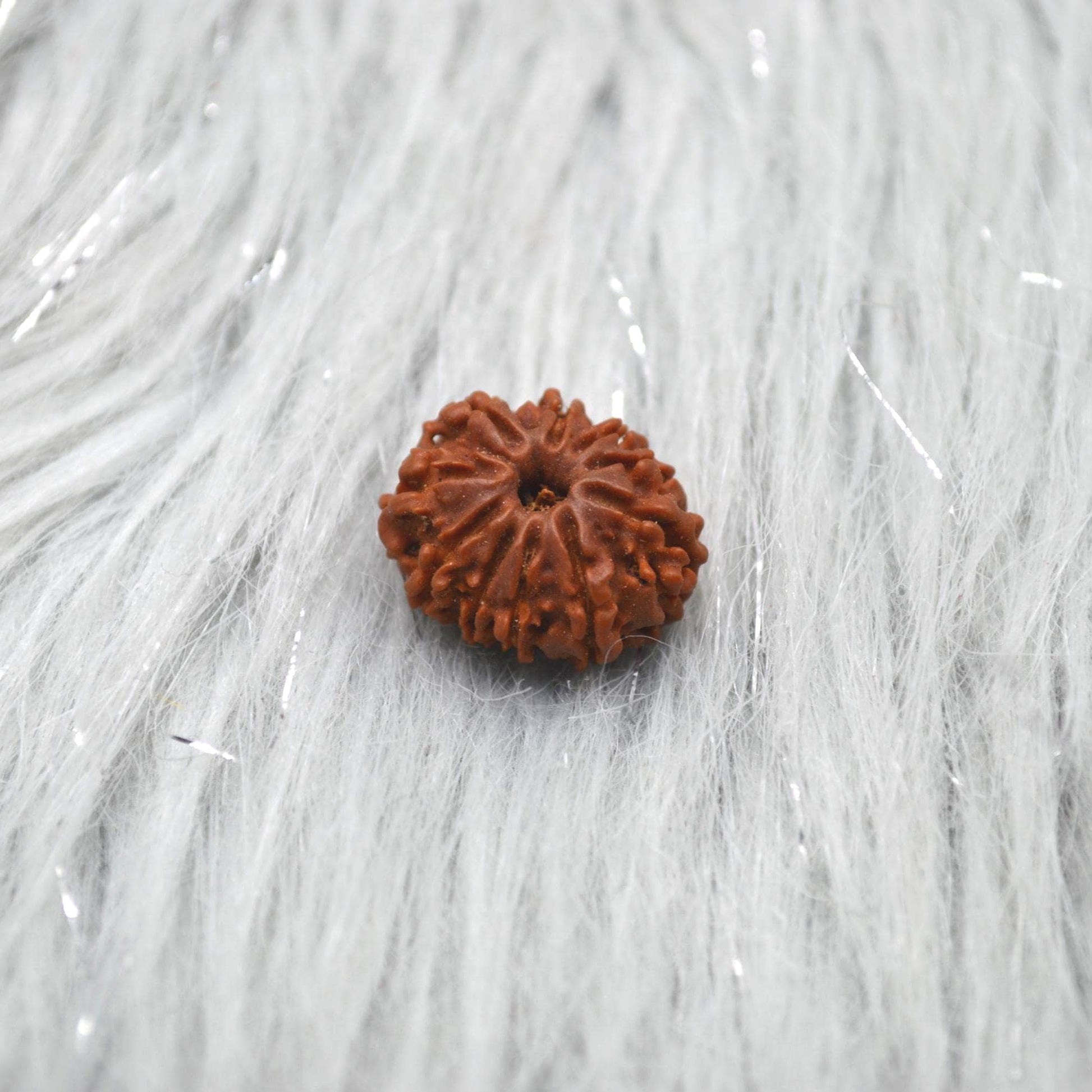 Eleven Faced Nepali Rudraksha Beads: Authentic Natural Rudraksha Jewelry