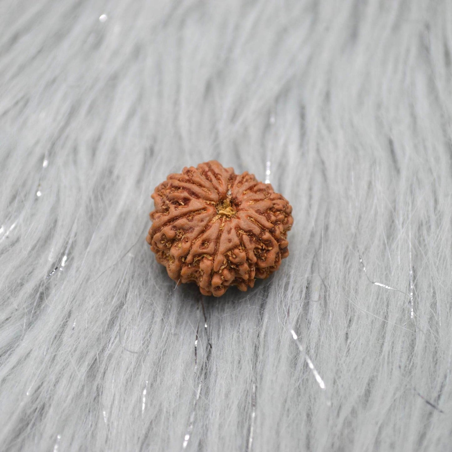 Eleven Faced Nepali Rudraksha Beads: Authentic Natural Rudraksha Jewelry