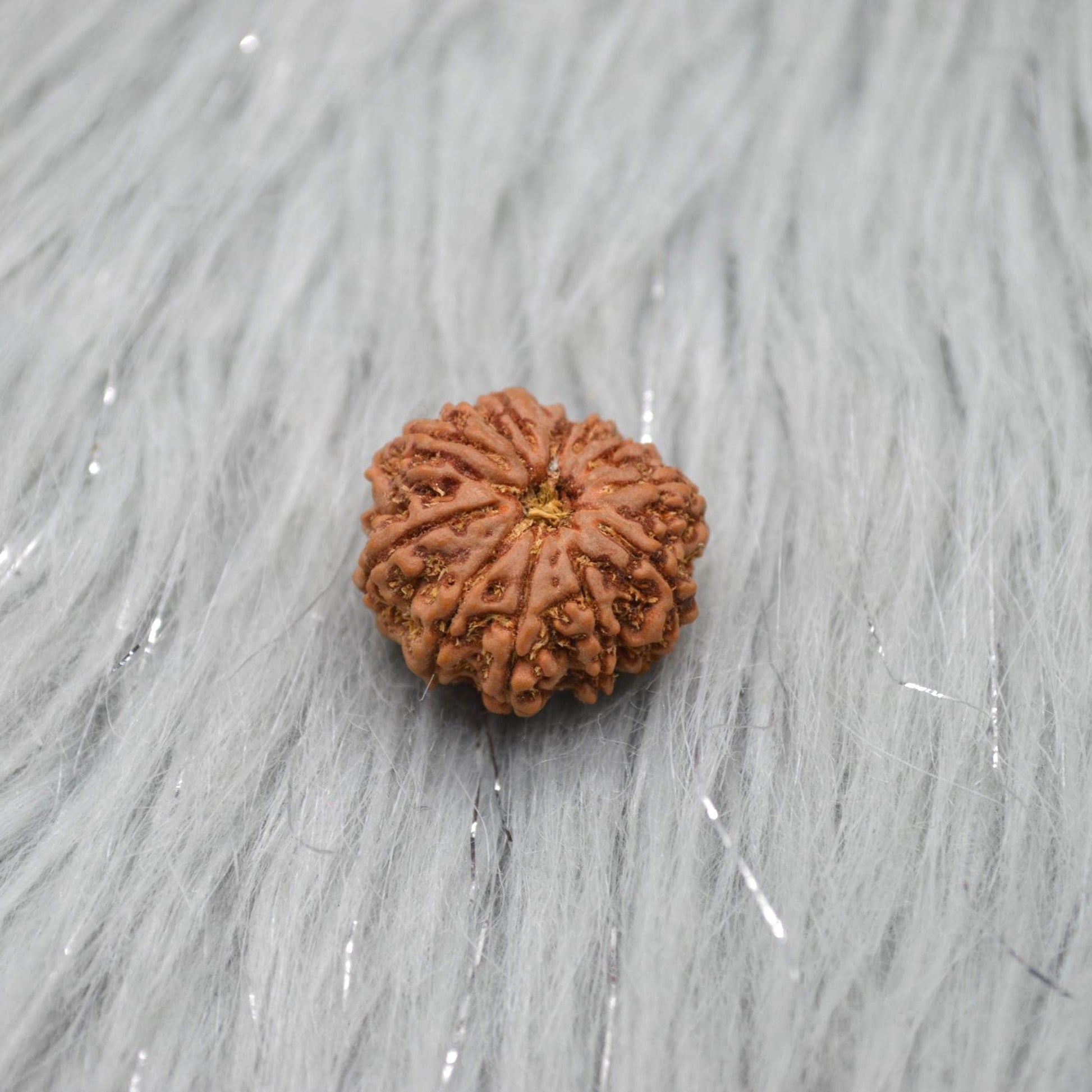 Eleven Faced Nepali Rudraksha Beads: Authentic Natural Rudraksha Jewelry