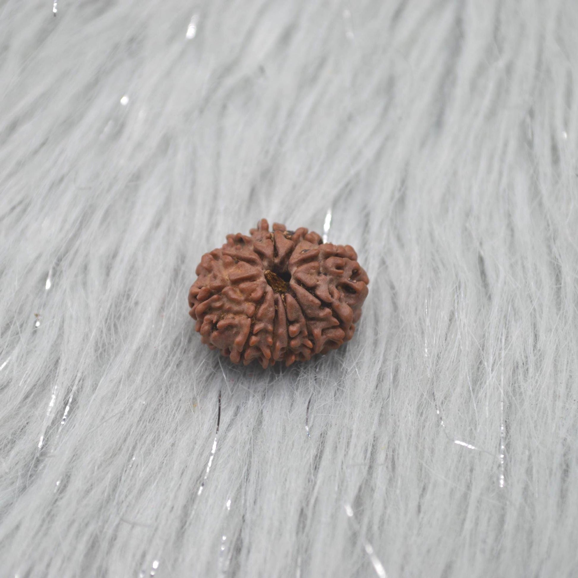 Eleven Faced Nepali Rudraksha Beads: Authentic Natural Rudraksha Jewelry