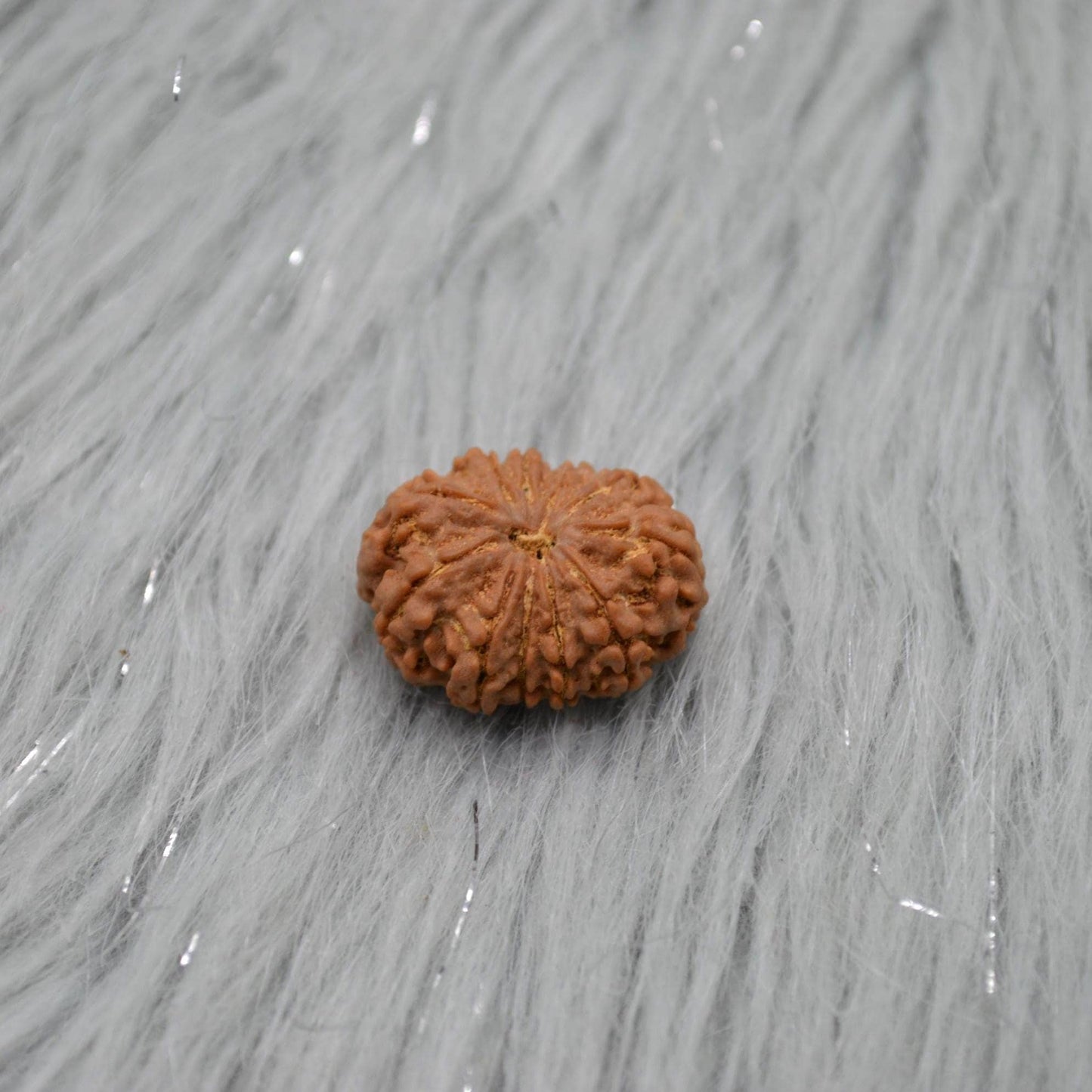 Eleven Faced Nepali Rudraksha Beads: Authentic Natural Rudraksha Jewelry