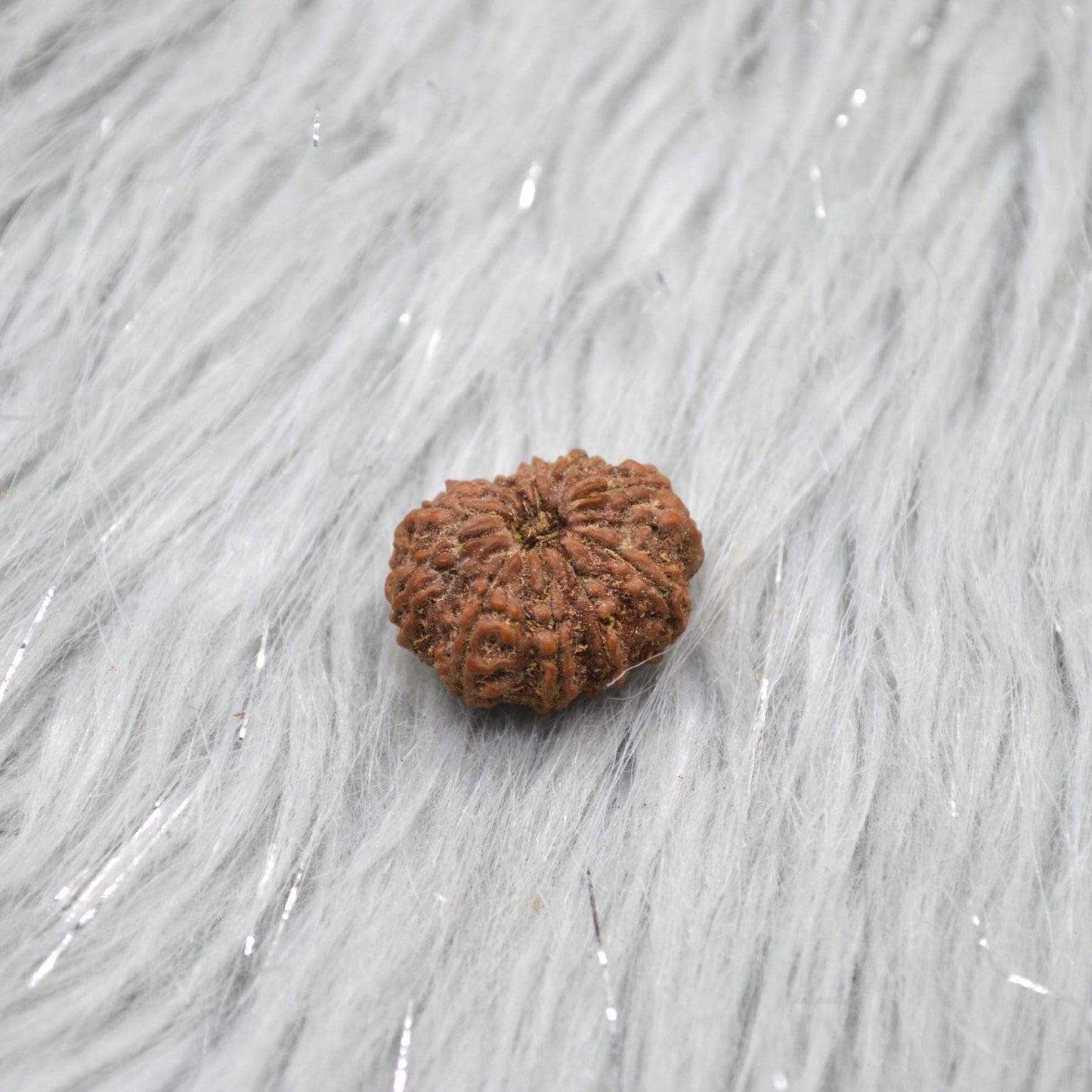 Eleven Faced Nepali Rudraksha Beads: Authentic Natural Rudraksha Jewelry