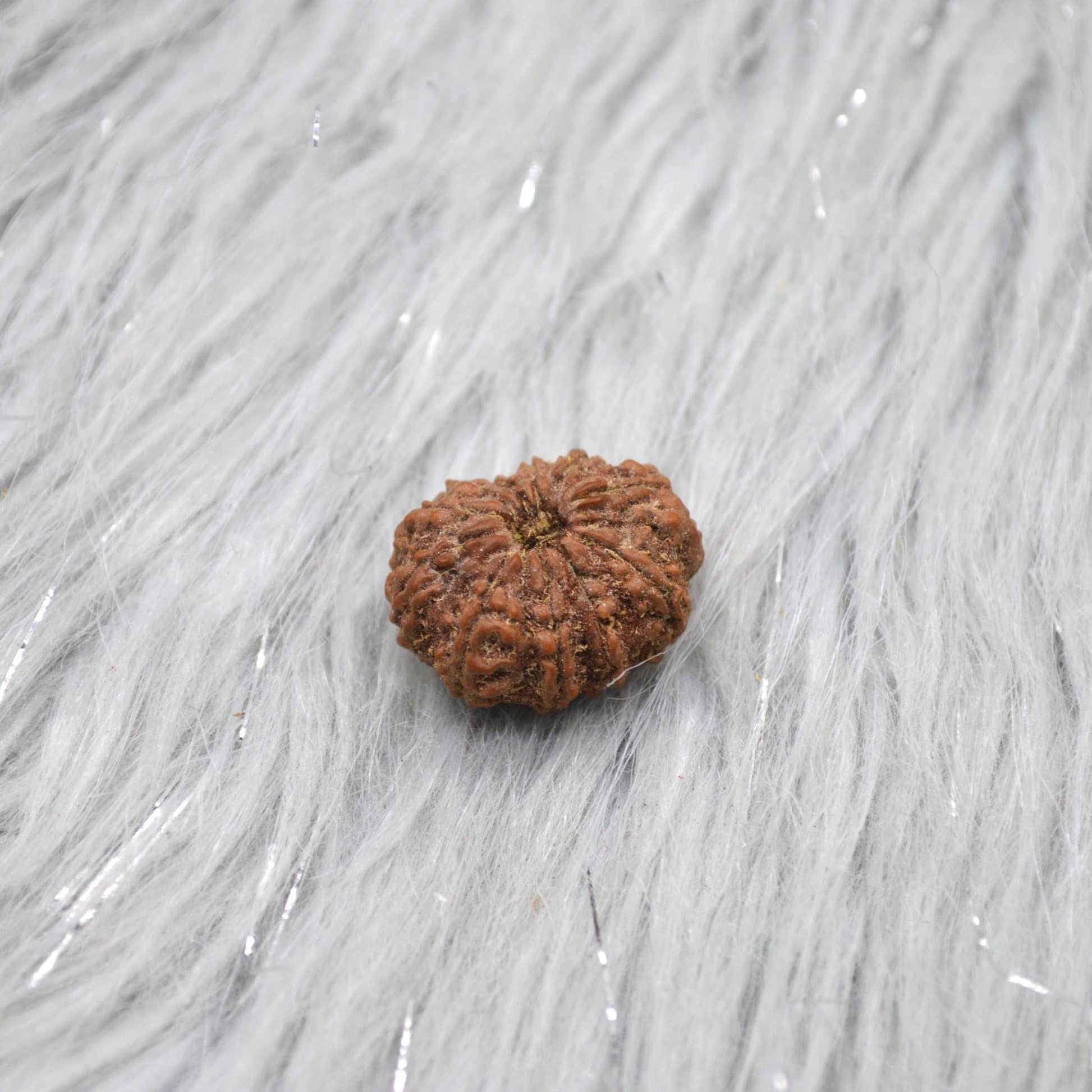 Eleven Faced Nepali Rudraksha Beads: Authentic Natural Rudraksha Jewelry