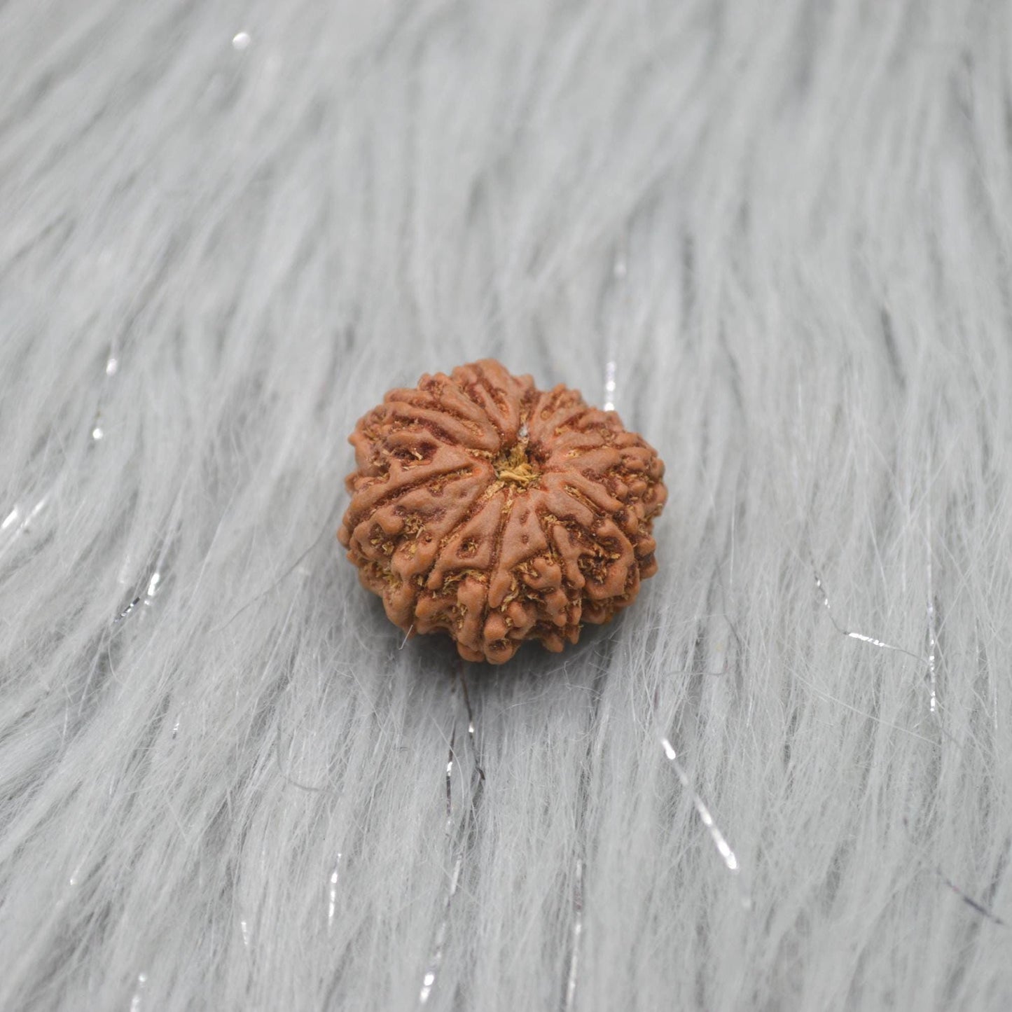 Eleven Faced Nepali Rudraksha Beads: Authentic Natural Rudraksha Jewelry