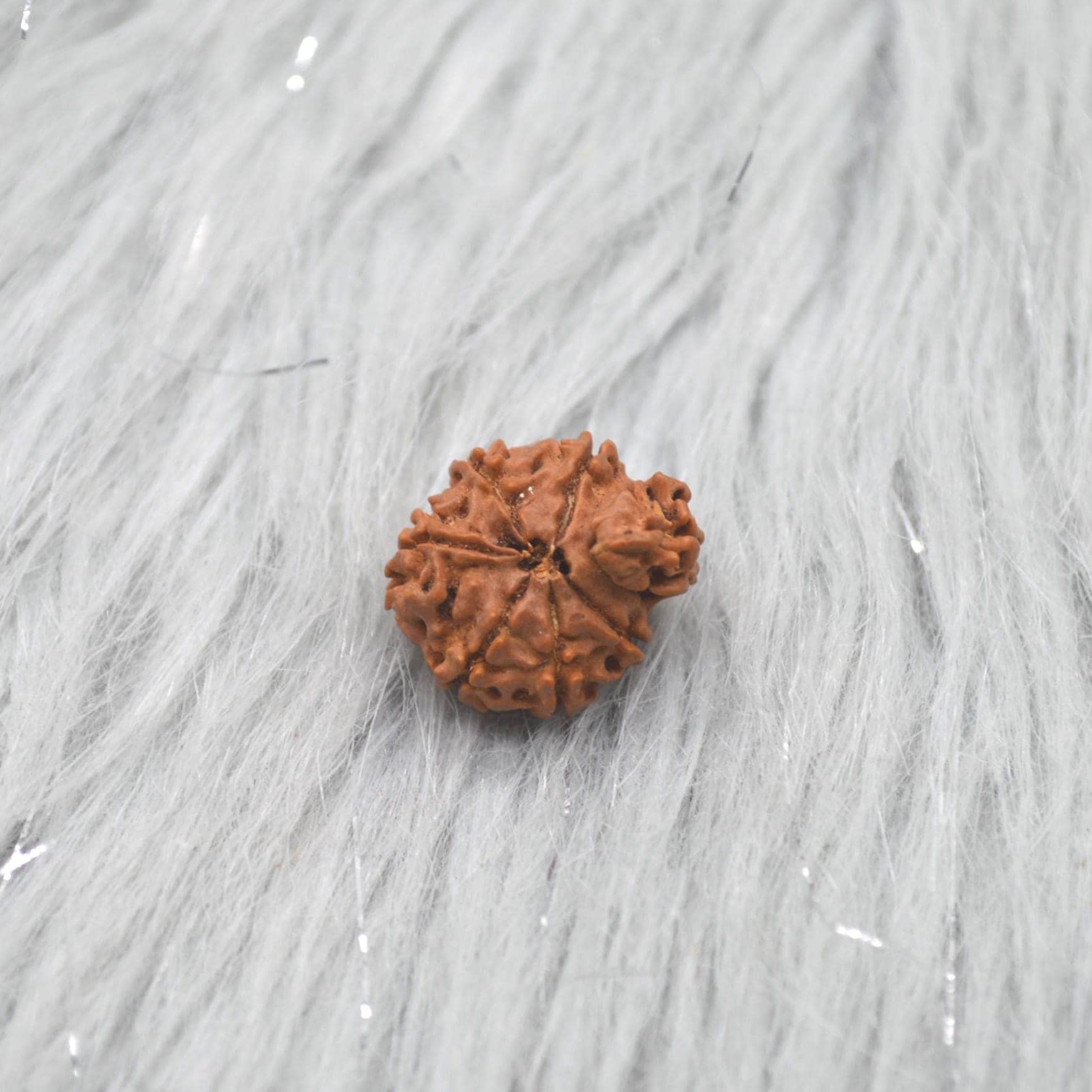 Nepali Ganesh Rudraksha Beads: Authentic Natural Rudraksha Jewelry