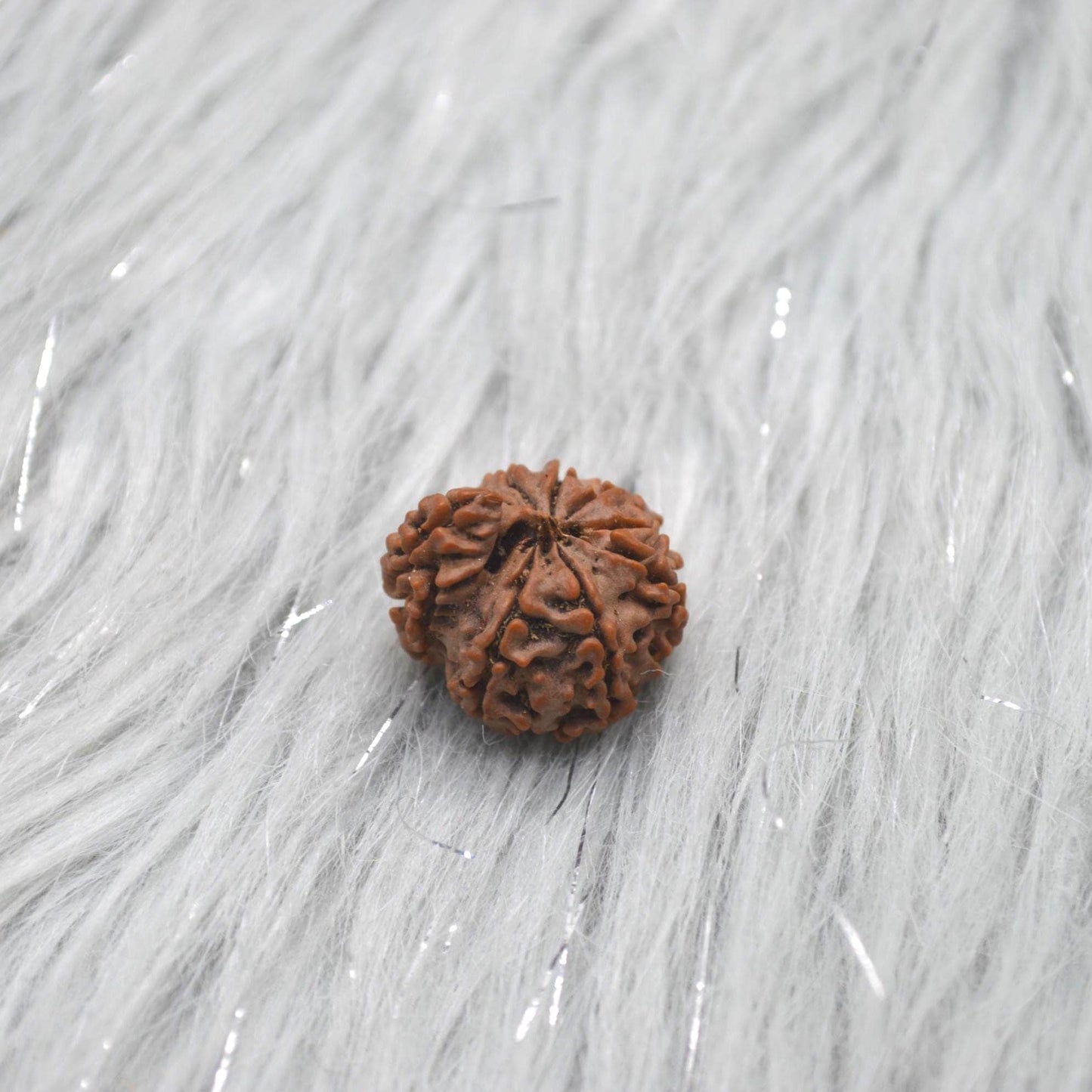 Nepali Ganesh Rudraksha Beads: Authentic Natural Rudraksha Jewelry