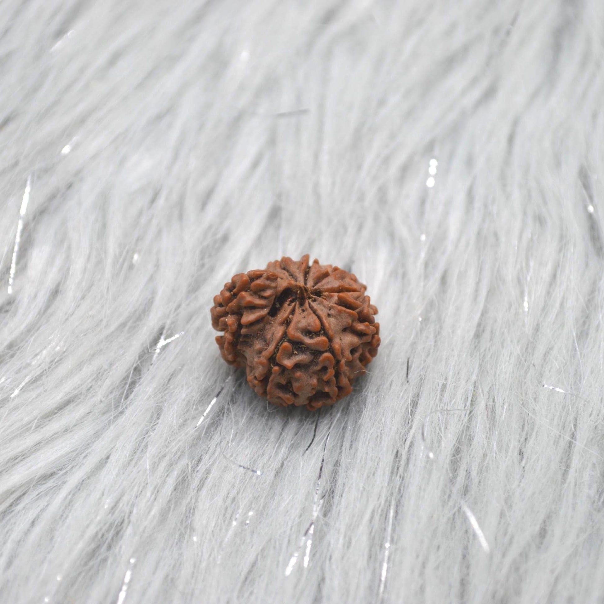 Nepali Ganesh Rudraksha Beads: Authentic Natural Rudraksha Jewelry