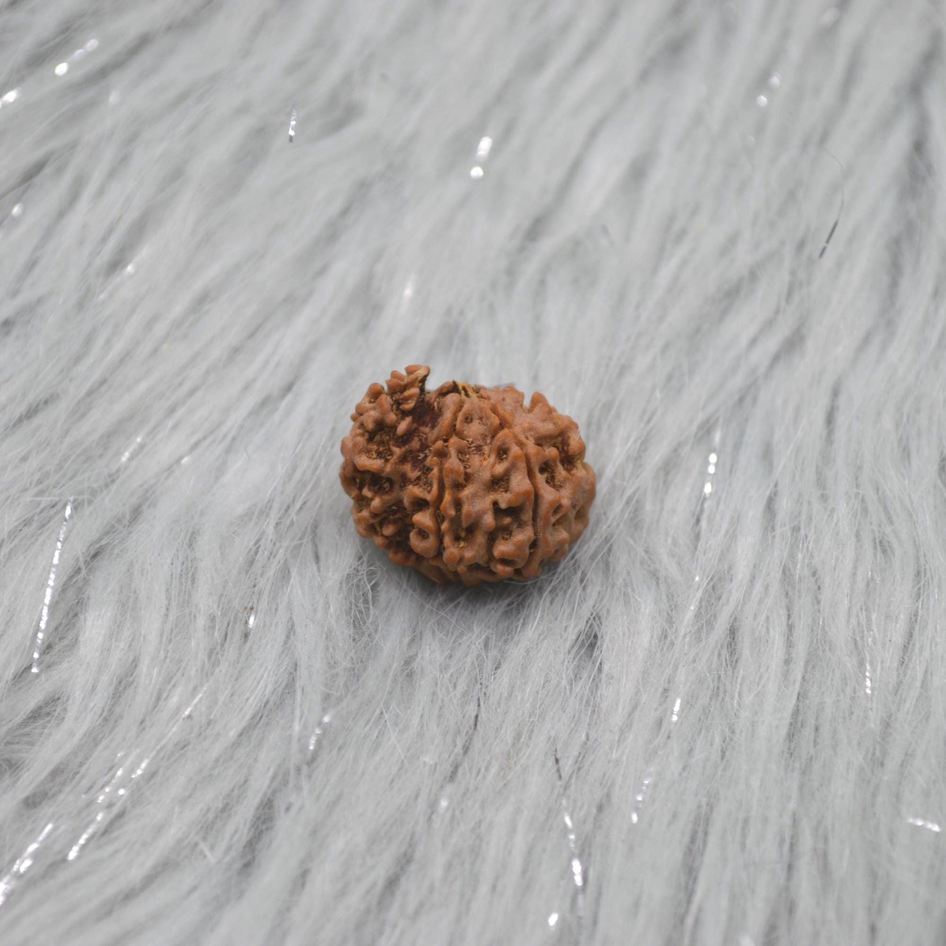 Nepali Ganesh Rudraksha Beads: Authentic Natural Rudraksha Jewelry