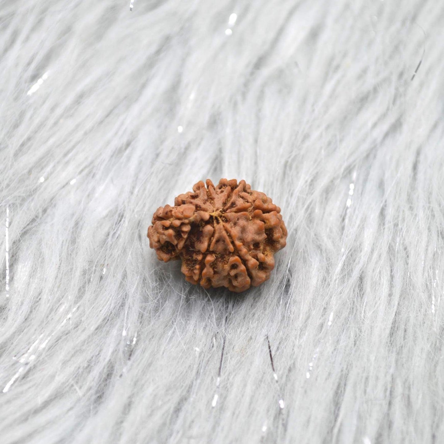 Nepali Ganesh Rudraksha Beads: Authentic Natural Rudraksha Jewelry