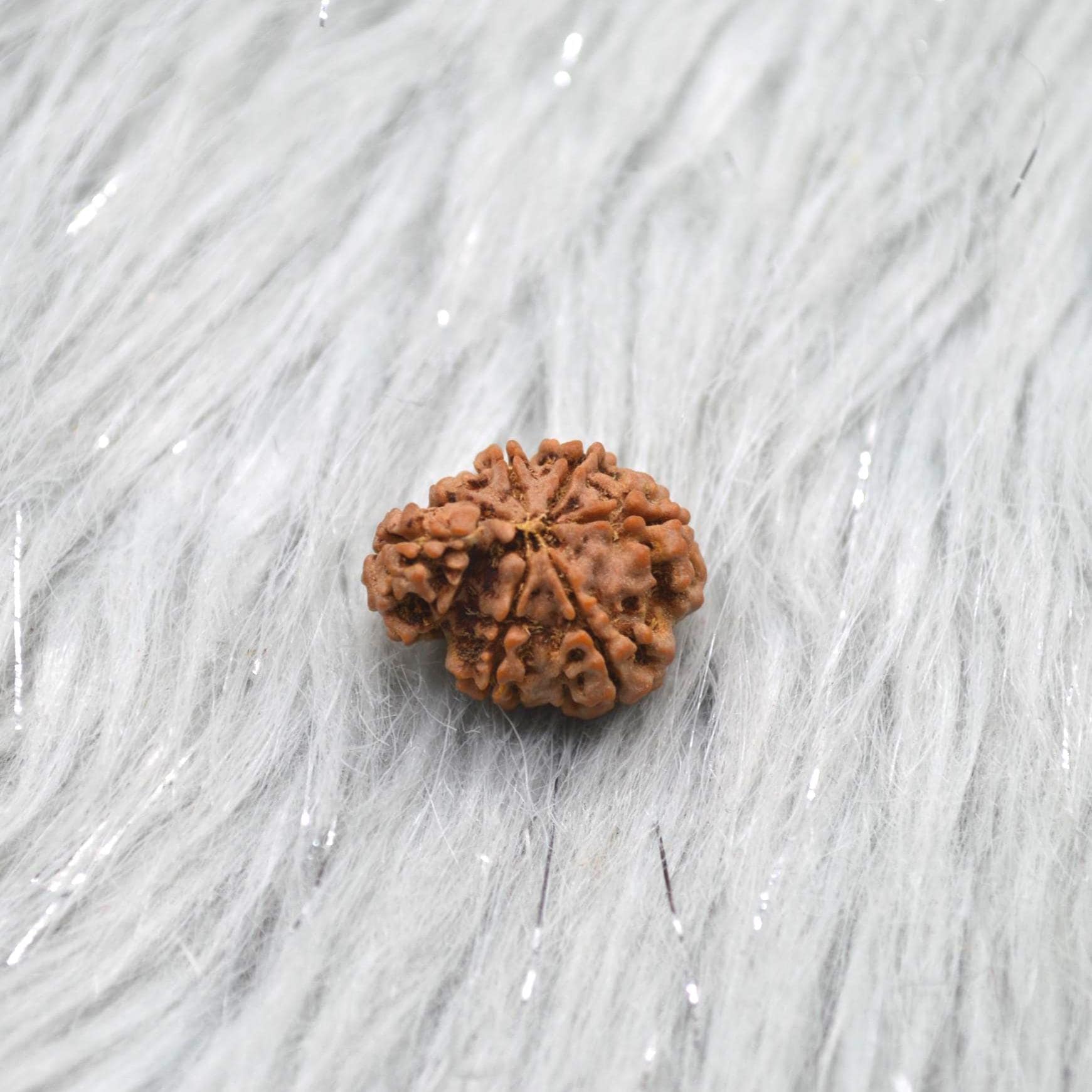 Nepali Ganesh Rudraksha Beads: Authentic Natural Rudraksha Jewelry