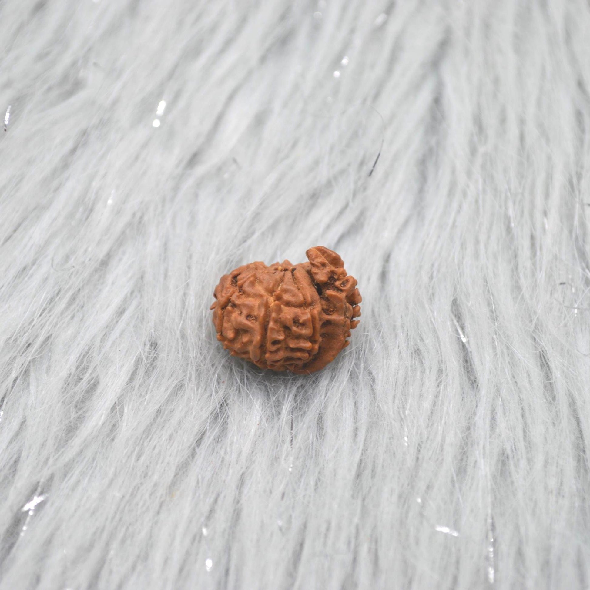 Nepali Ganesh Rudraksha Beads: Authentic Natural Rudraksha Jewelry