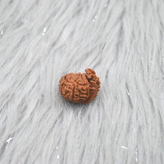 Nepali Ganesh Rudraksha Beads: Authentic Natural Rudraksha Jewelry