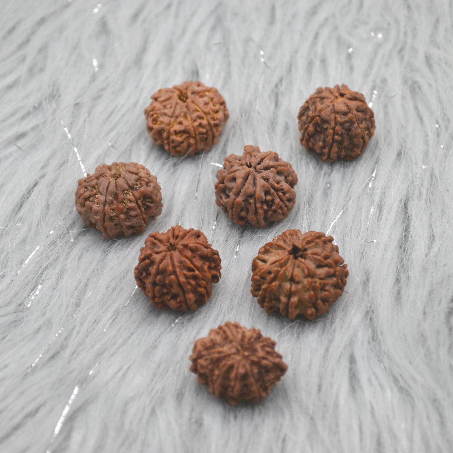 Eight Faced Nepali Rudraksha Beads: Authentic Natural Rudraksha Jewelry