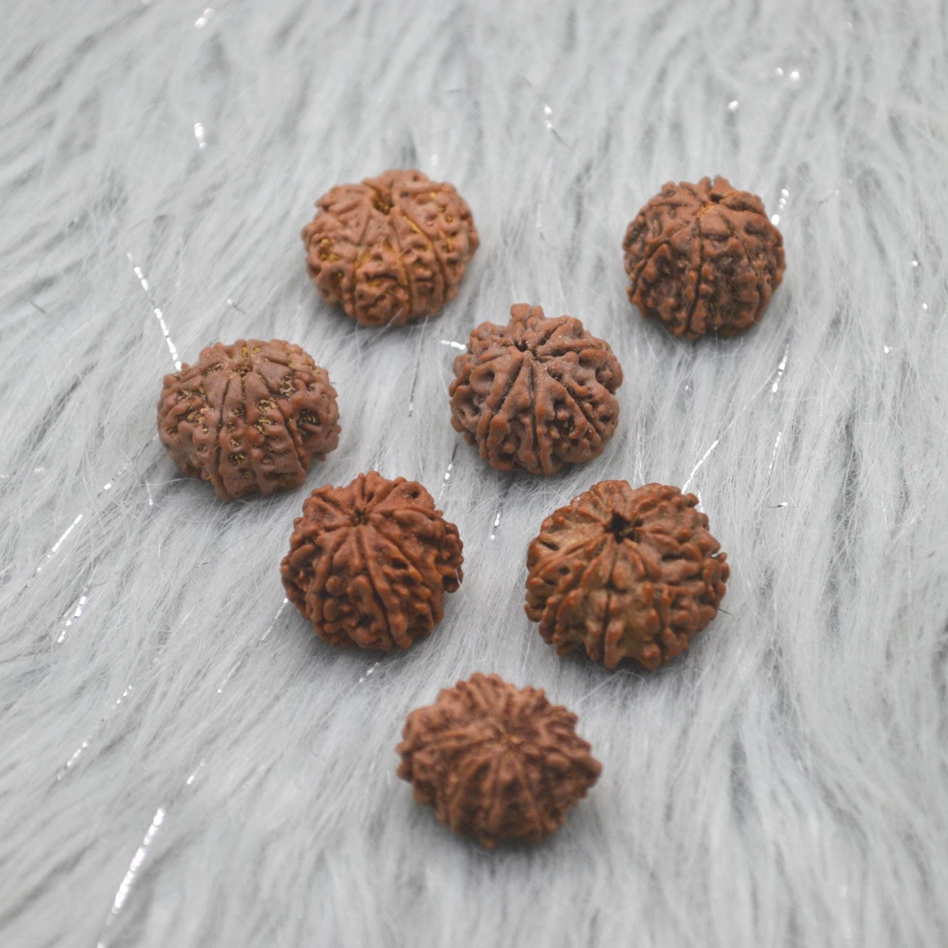 Eight Faced Nepali Rudraksha Beads: Authentic Natural Rudraksha Jewelry
