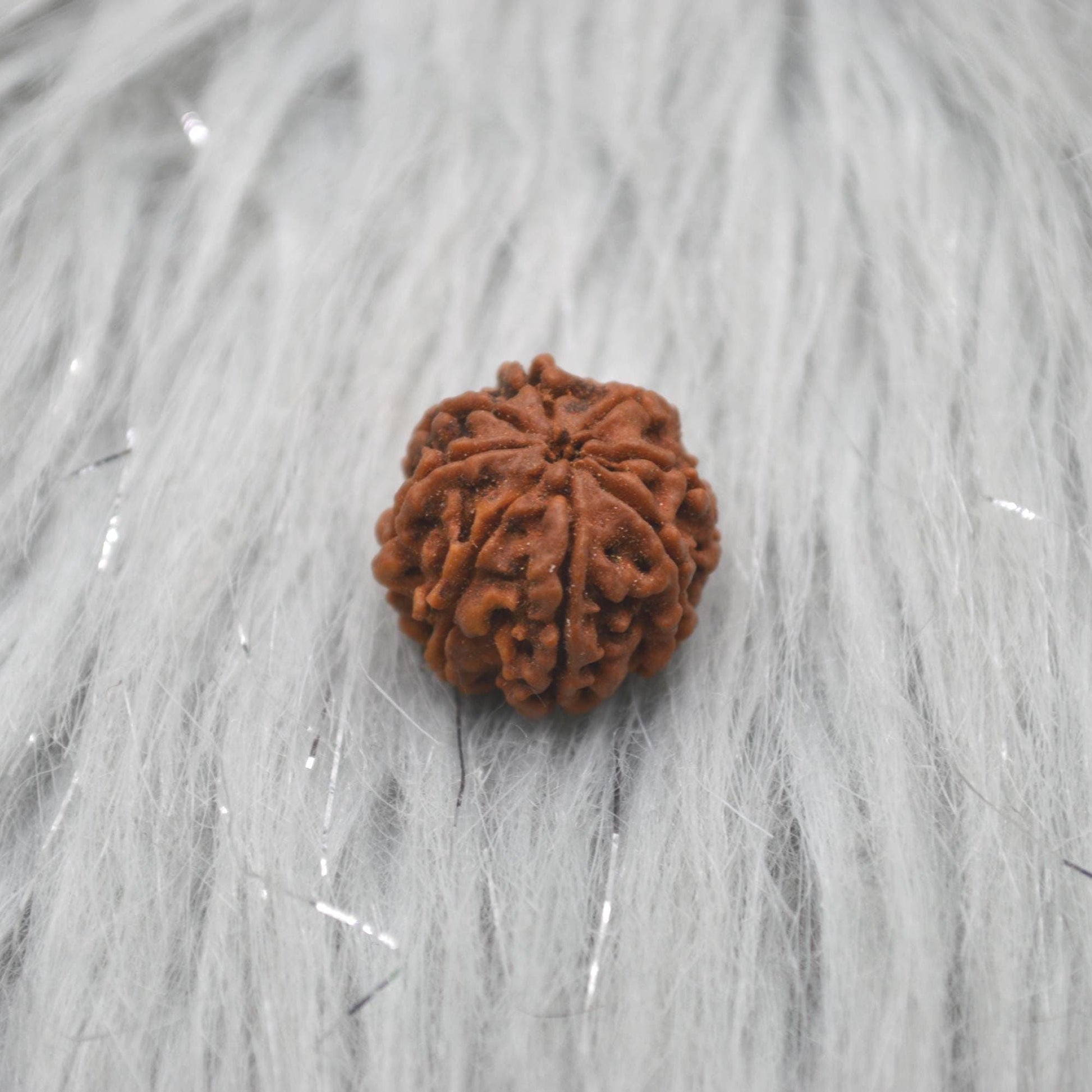 Eight Faced Nepali Rudraksha Beads: Authentic Natural Rudraksha Jewelry
