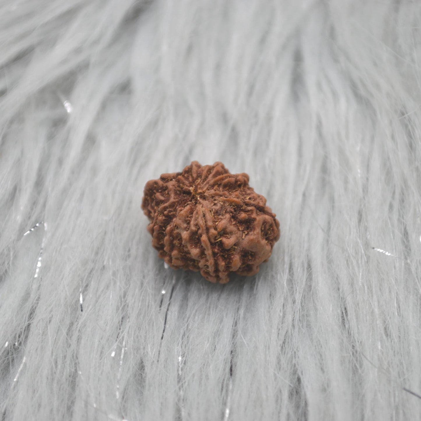 Eight Faced Nepali Rudraksha Beads: Authentic Natural Rudraksha Jewelry