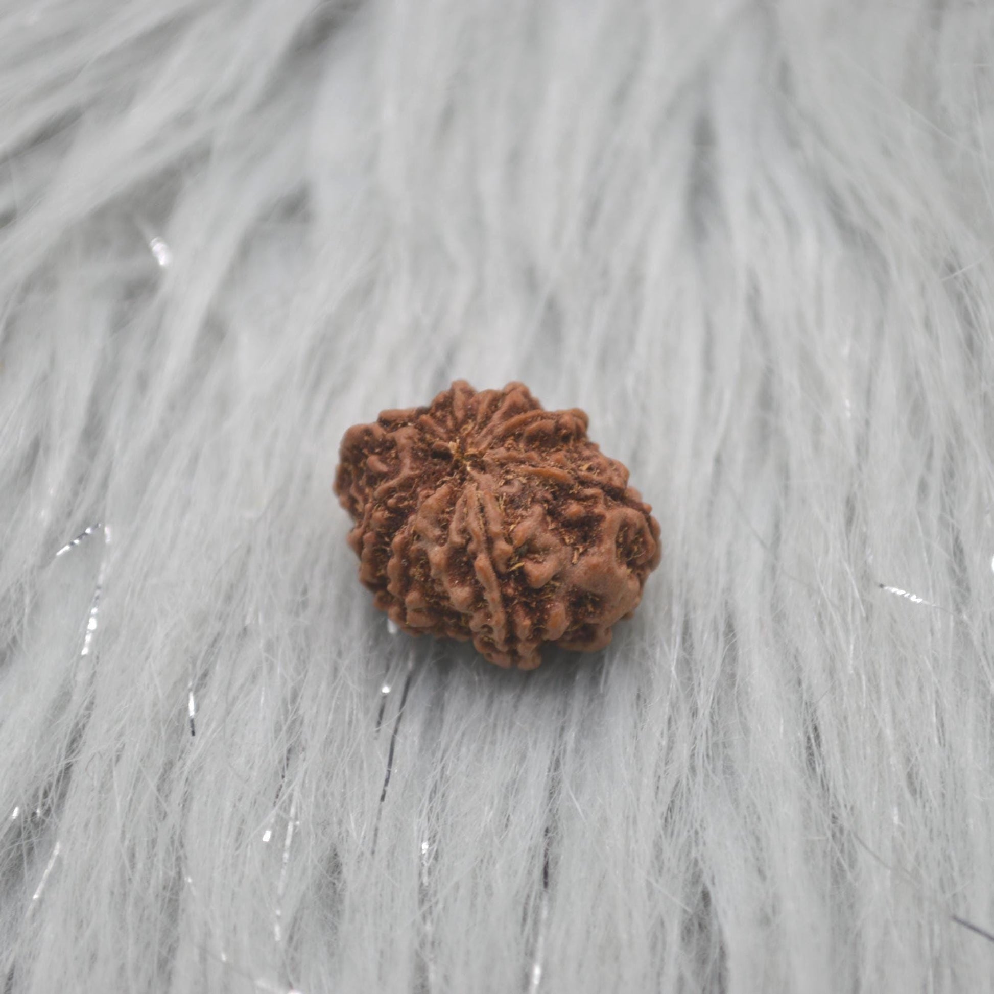 Eight Faced Nepali Rudraksha Beads: Authentic Natural Rudraksha Jewelry