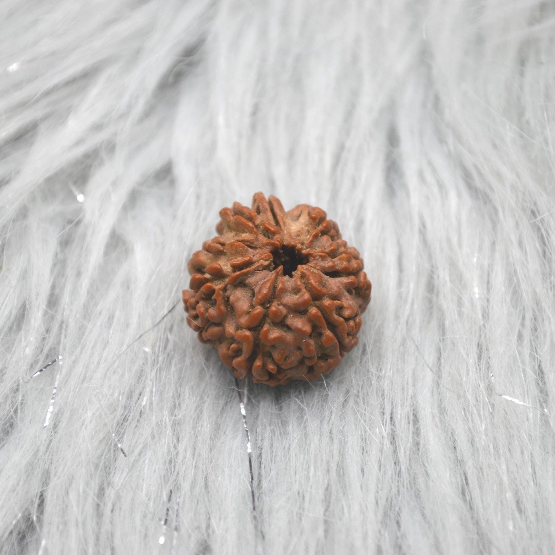 Eight Faced Nepali Rudraksha Beads: Authentic Natural Rudraksha Jewelry