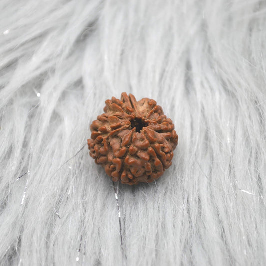Eight Faced Nepali Rudraksha Beads: Authentic Natural Rudraksha Jewelry